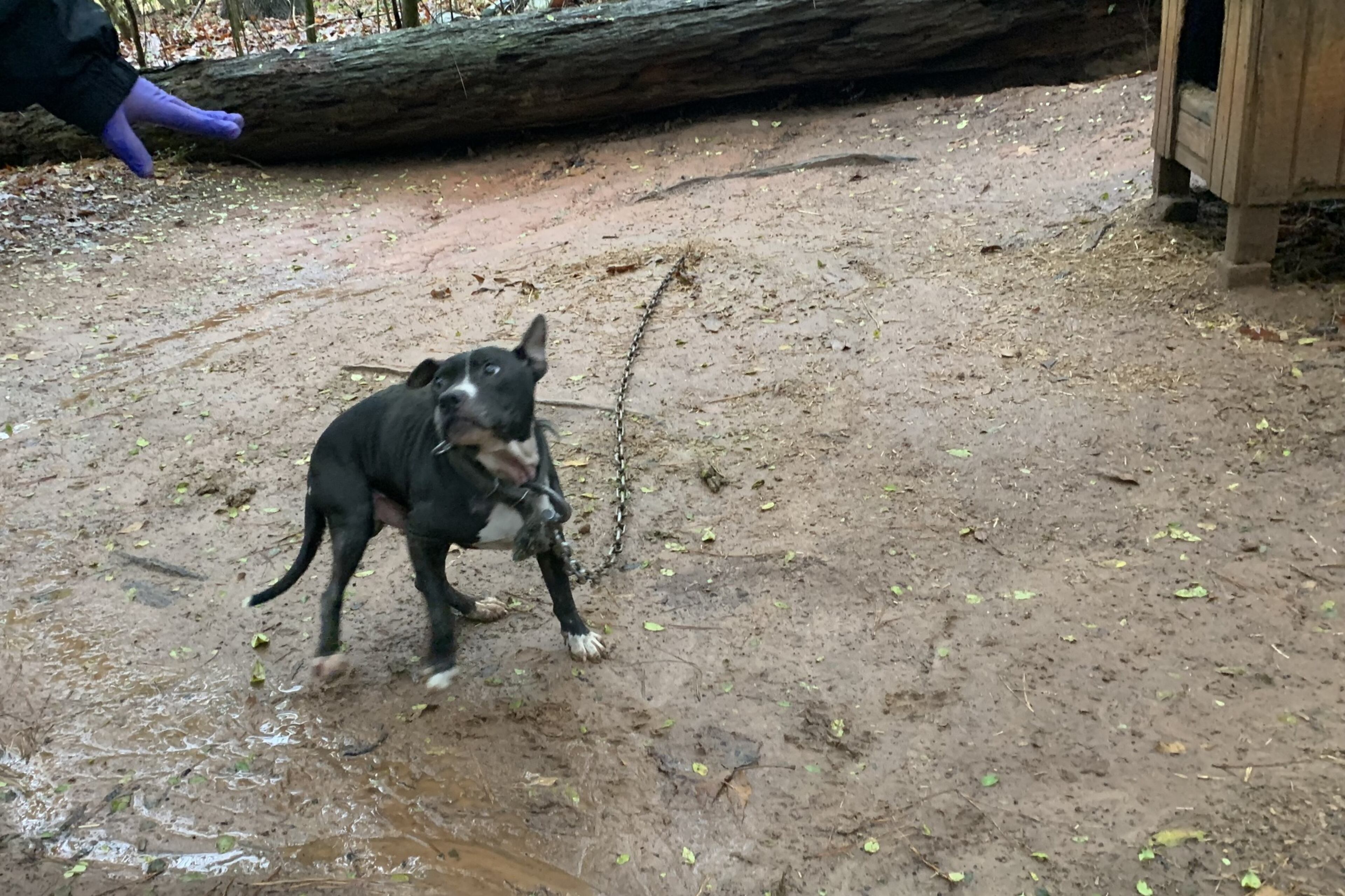 Jack, believed to have been about 8 years old, had multiple masses on his stomach, shoulder and mouth, and issues with his paws.
