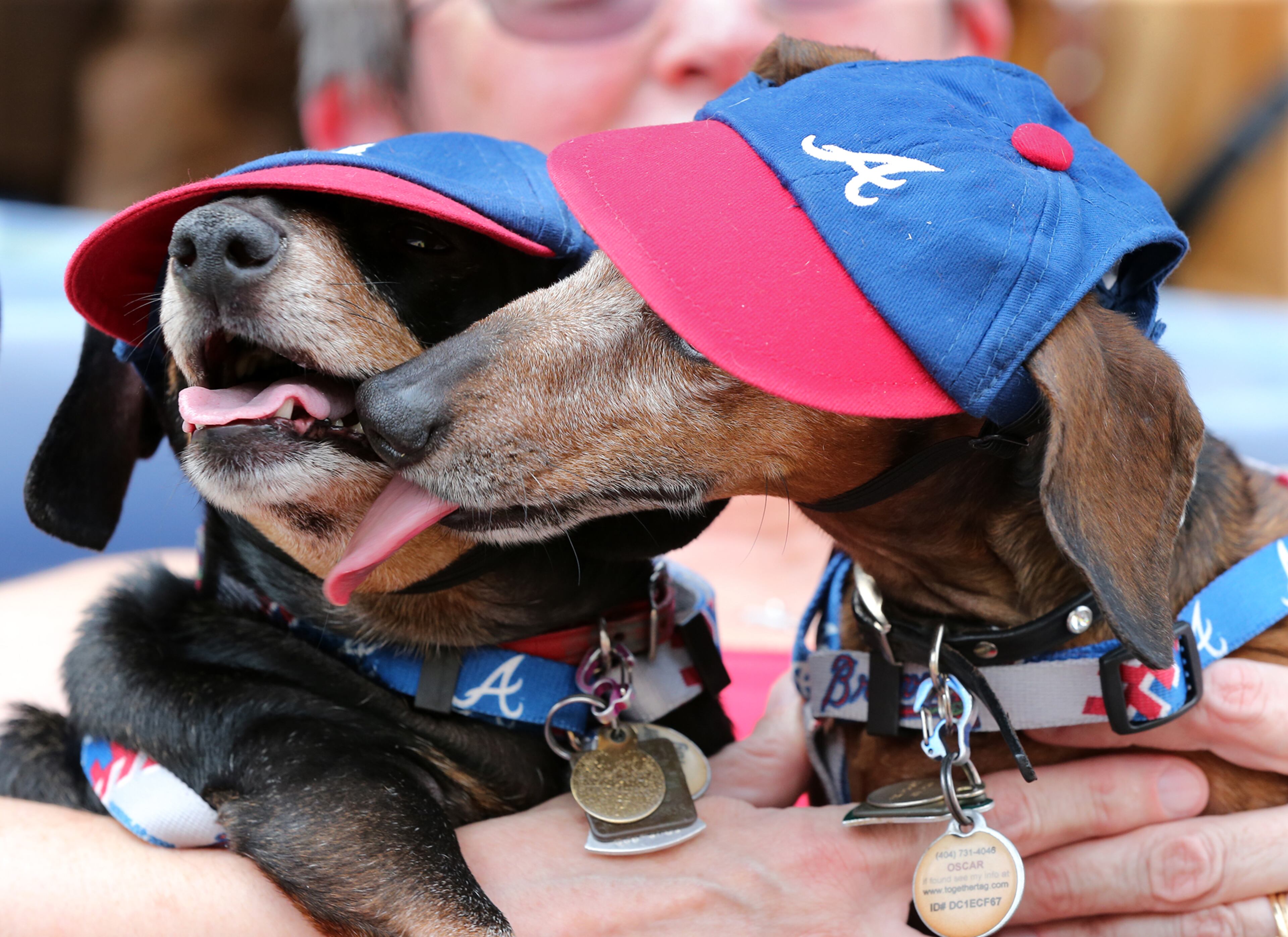 Callie (left) and Oscar, from Atlanta, are cool in their Braves hats during Bark in the Park at Turner Field during the Brave's finale in a three-game set against the Phillies on Sunday, Sept. 20, 2015, in Atlanta. Curtis Compton / ccompton@ajc.com