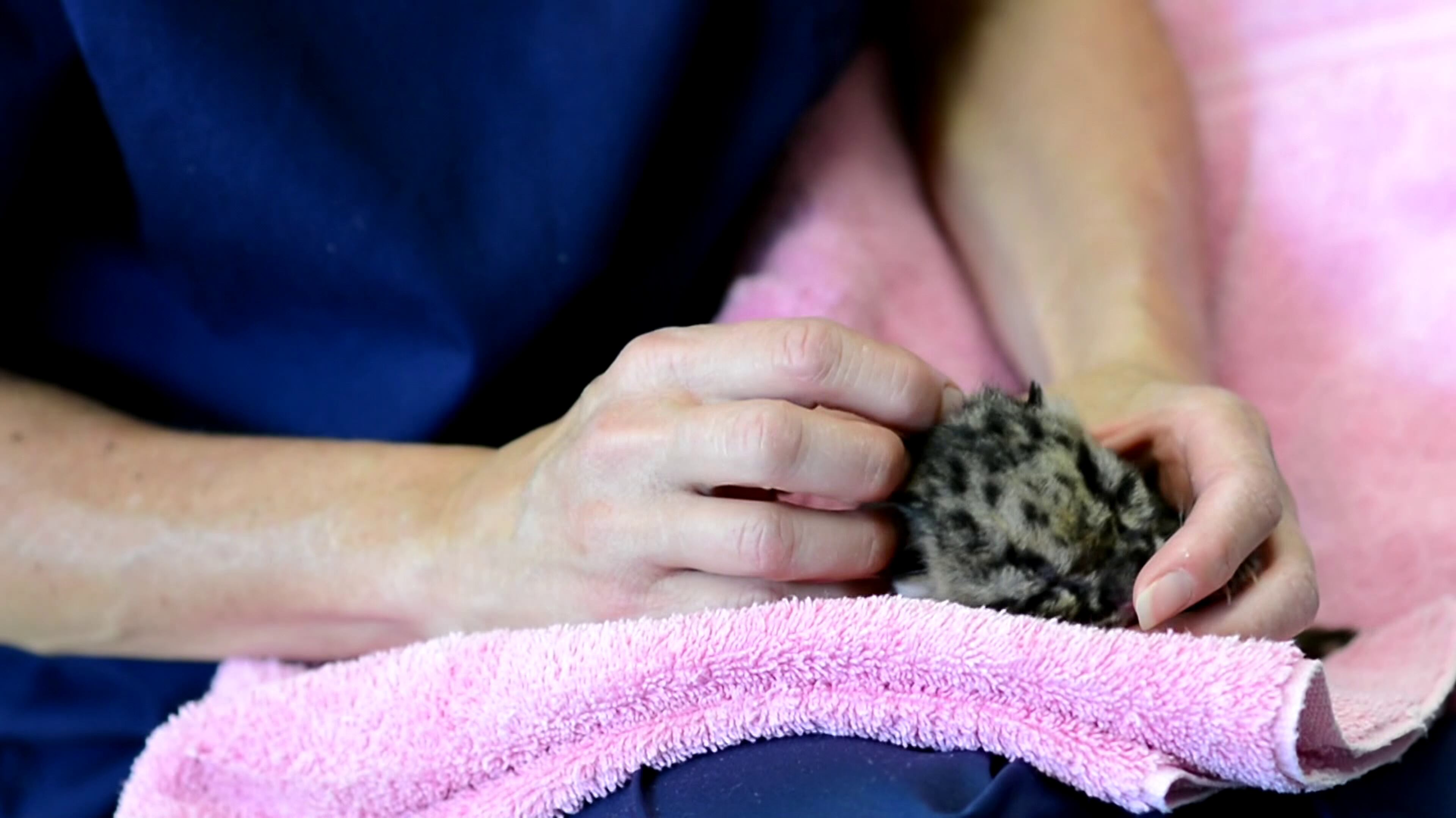 Four Clouded leopard cubs are healthy, growing, and adorable at the Point Defiance Zoo and Aquarium. (Photos via Point Defiance Zoo & Aquarium)