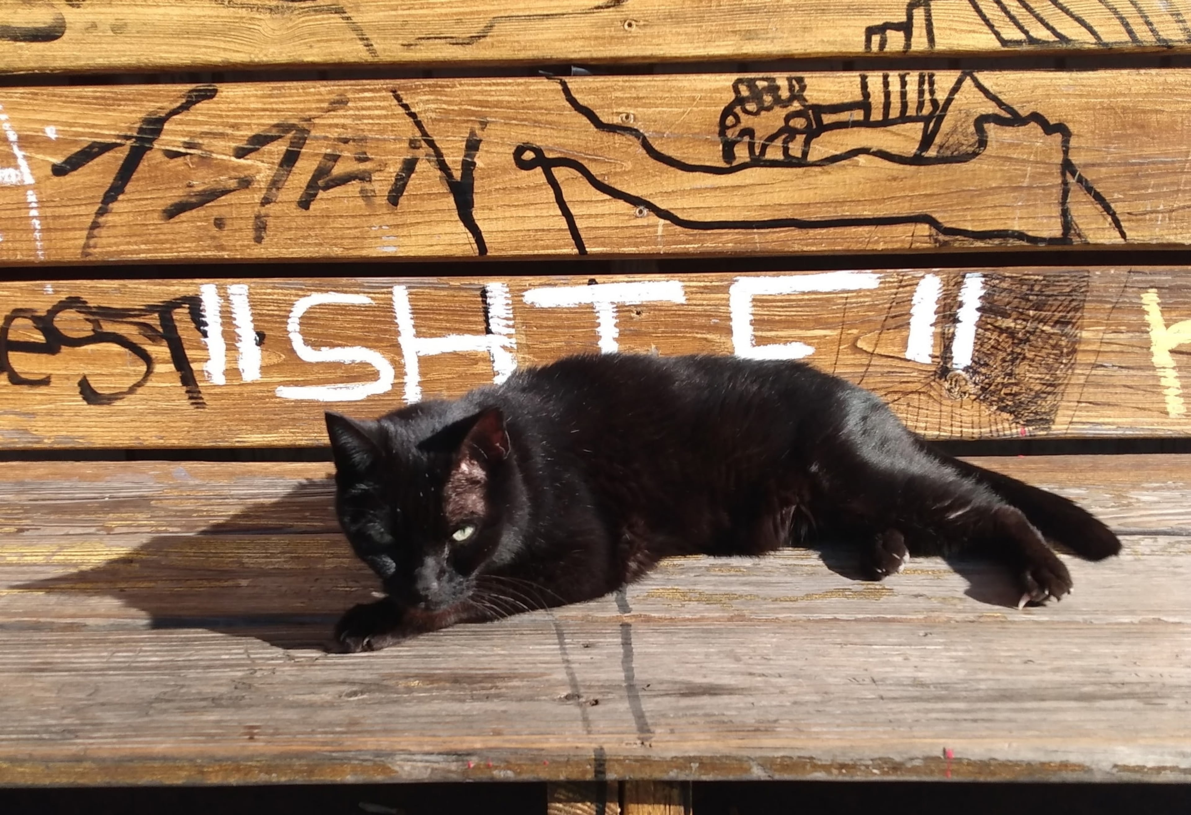 Dexter the cat, also known as Deckstar, was famous in Cabbagetown. (Courtesy of Tad Porter)