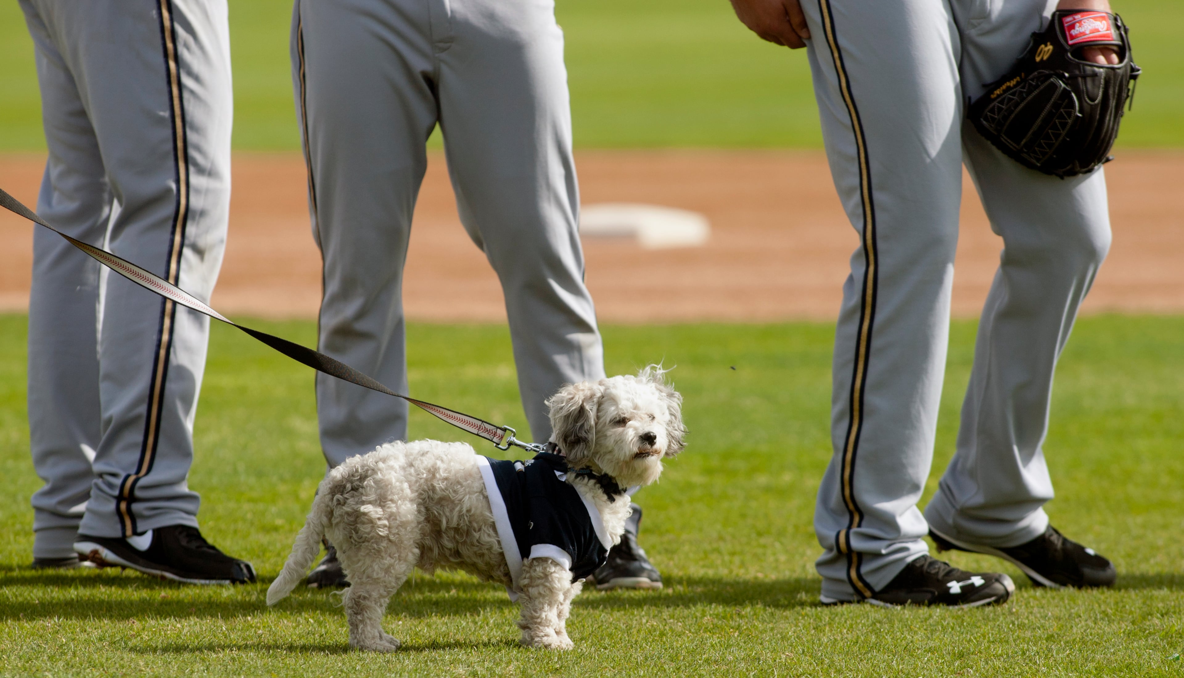 Hank, a stray dog that the Brewers recently found wandering their practice fields at Maryvale Baseball Park, watches during spring training on Friday, Feb. 21, 2014, in Phoenix. The team and staff have been taking care of Hank since he was found at the park on President's Day. Hank is named after Hank Aaron. (AP Photo/The Arizona Republic, Cheryl Evans)