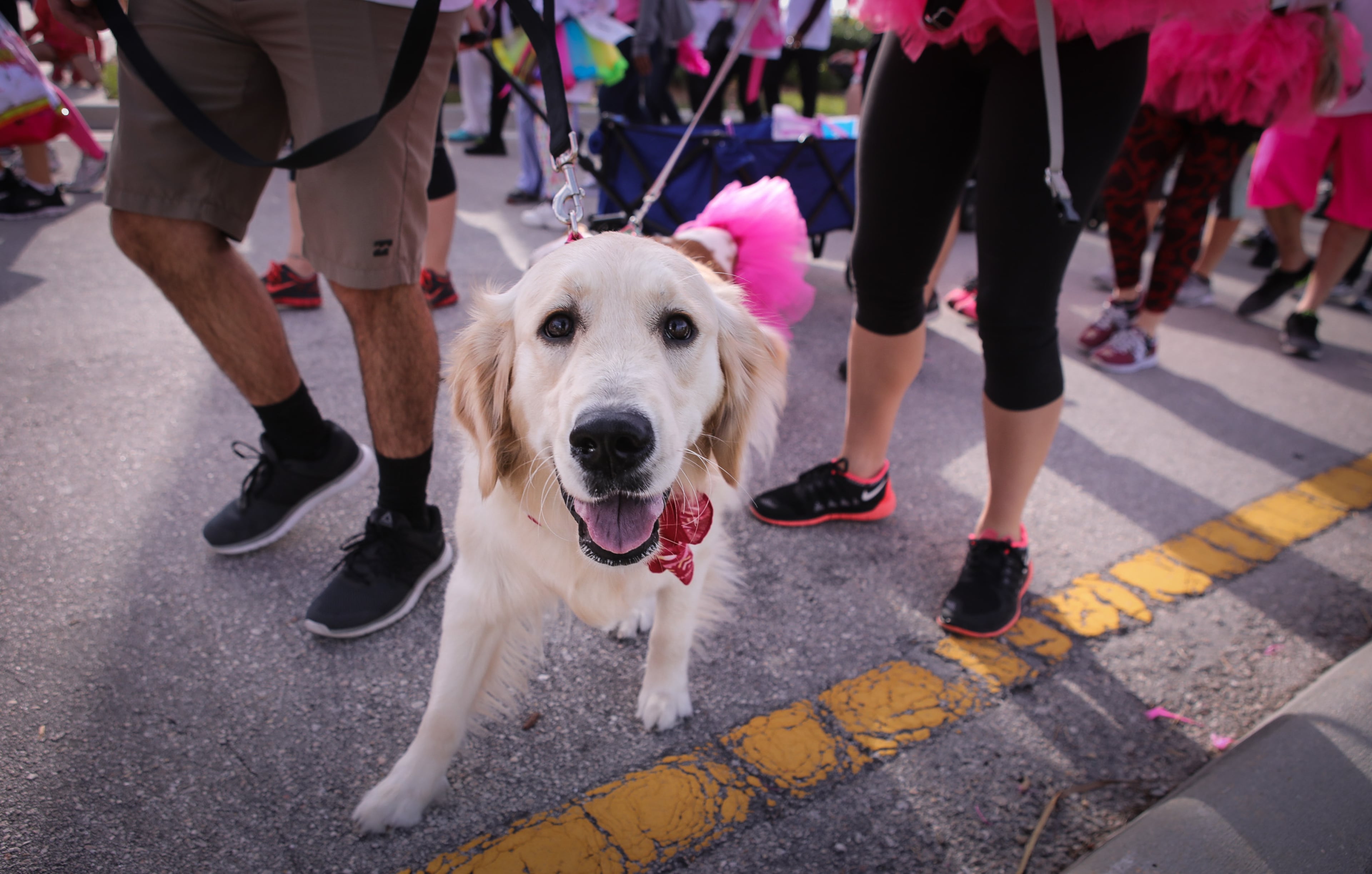 A dog walks with people in the 5K walk during the 2018 Komen South Florida Race for the Cure in downtown West Palm Beach Saturday, January 27, 2018. Damon Higgins / The Palm Beach Post