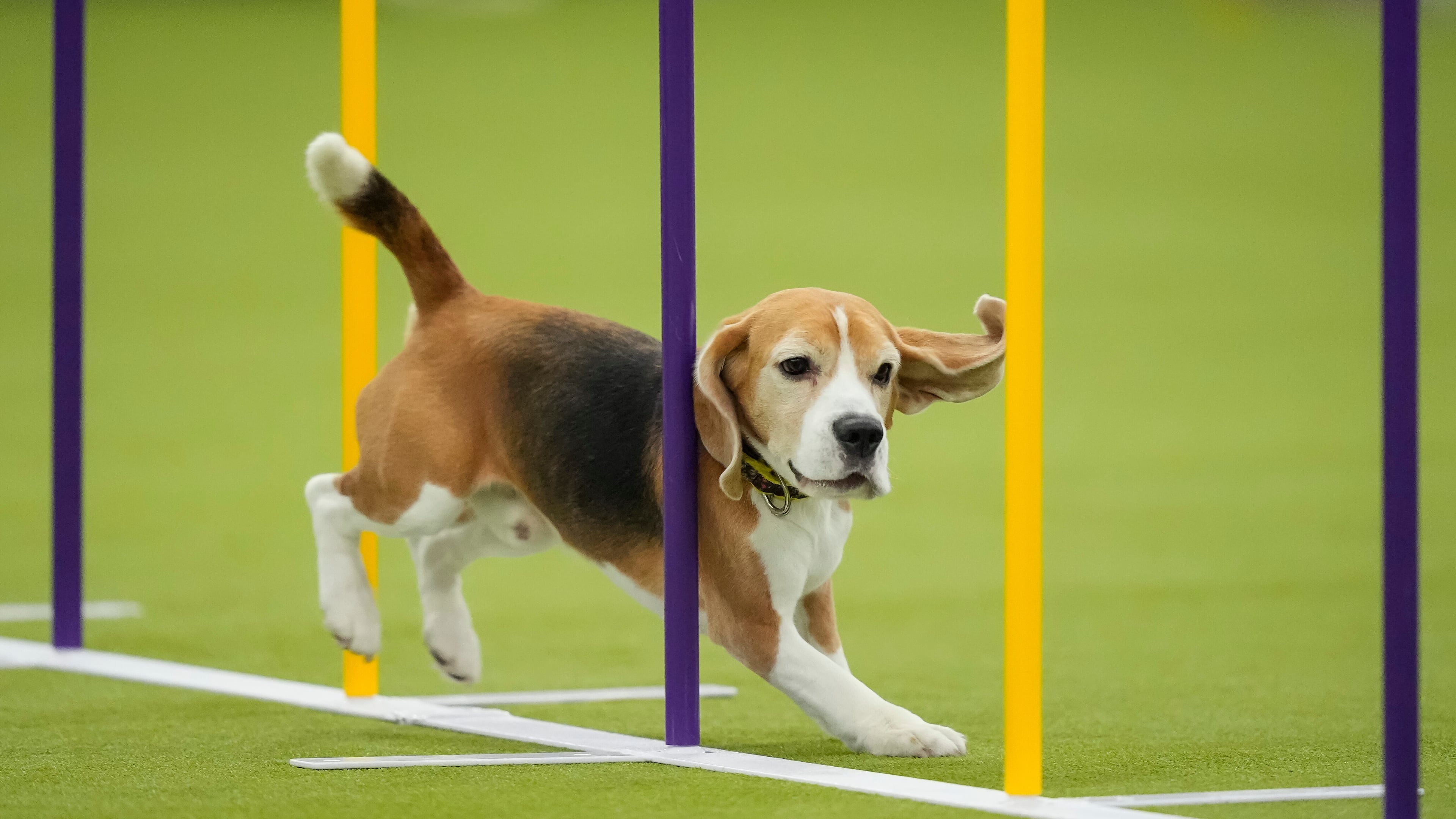 A dog jumps over a hurdle while competing in the Masters Agility Championship Finals at the 150th Westminster Kennel Club Dog show, Saturday, Jan. 31, 2026, at the in New York. (AP Photo/Yuki Iwamura)