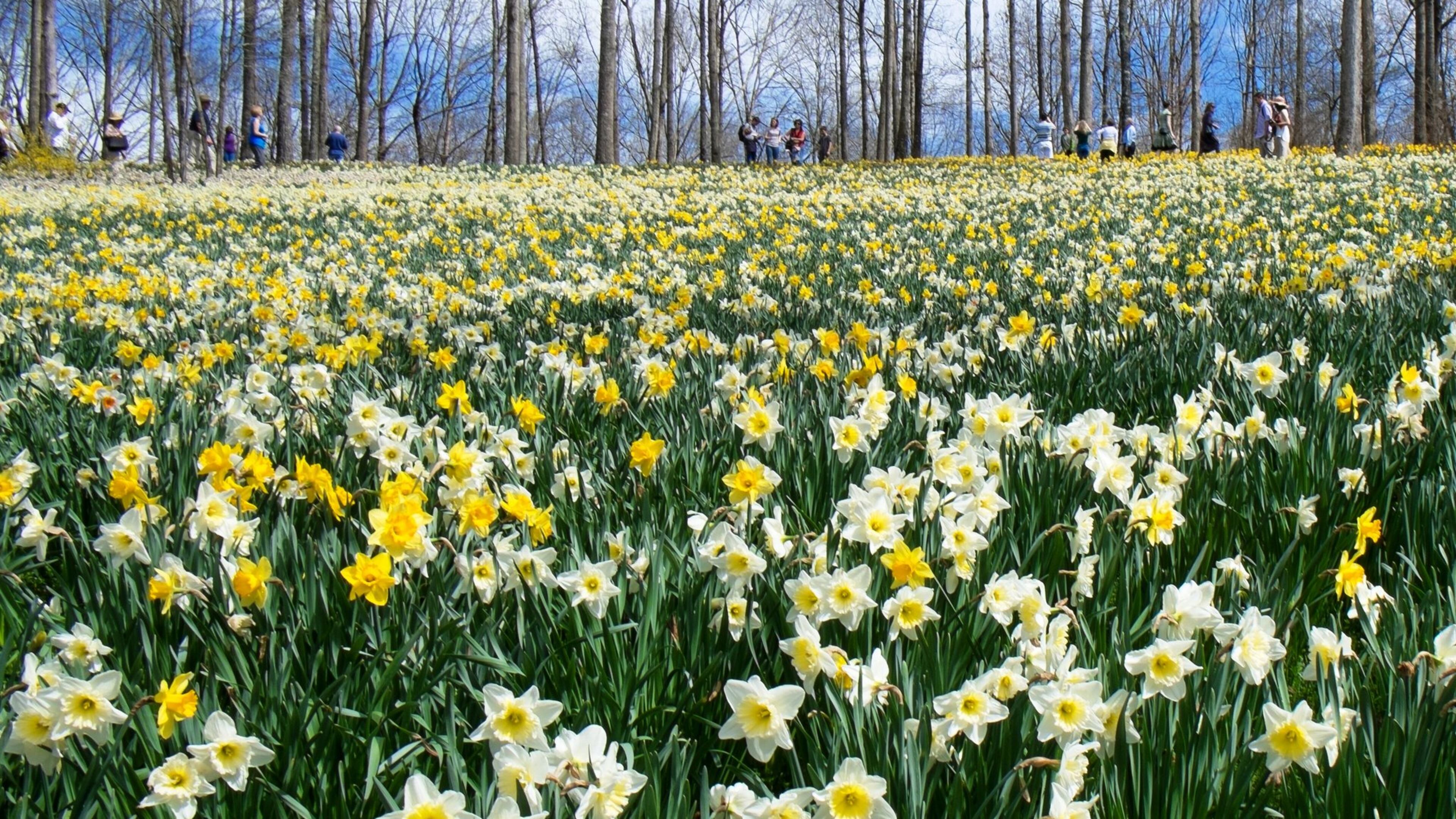 Gibbs Gardens in Cherokee County is the site of millions of daffodils that will bloom over six weeks, starting around mid- to late February or in early March, depending on the weather. (Courtesy of Gibbs Gardens)