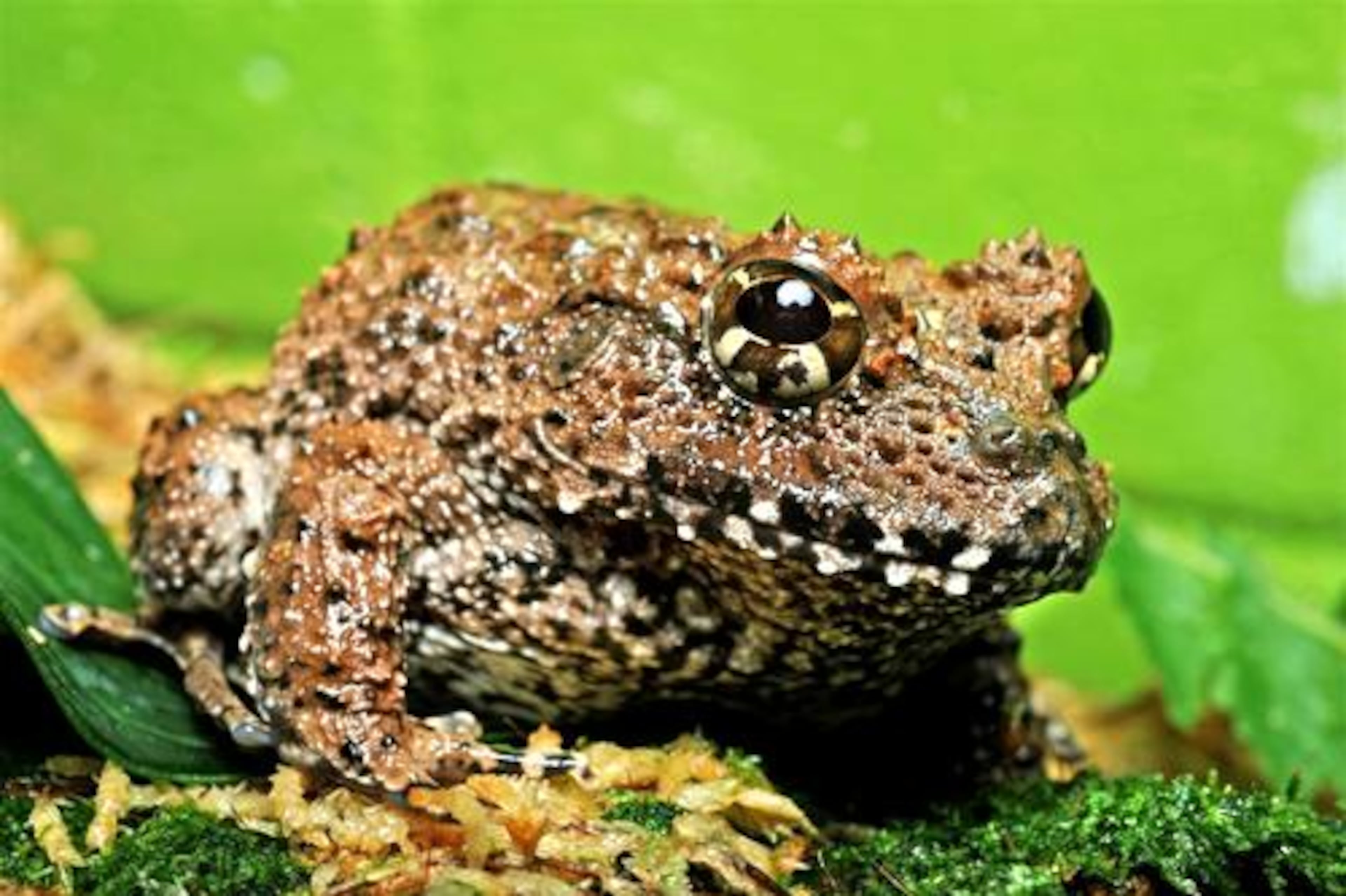 Toady Rain Frog