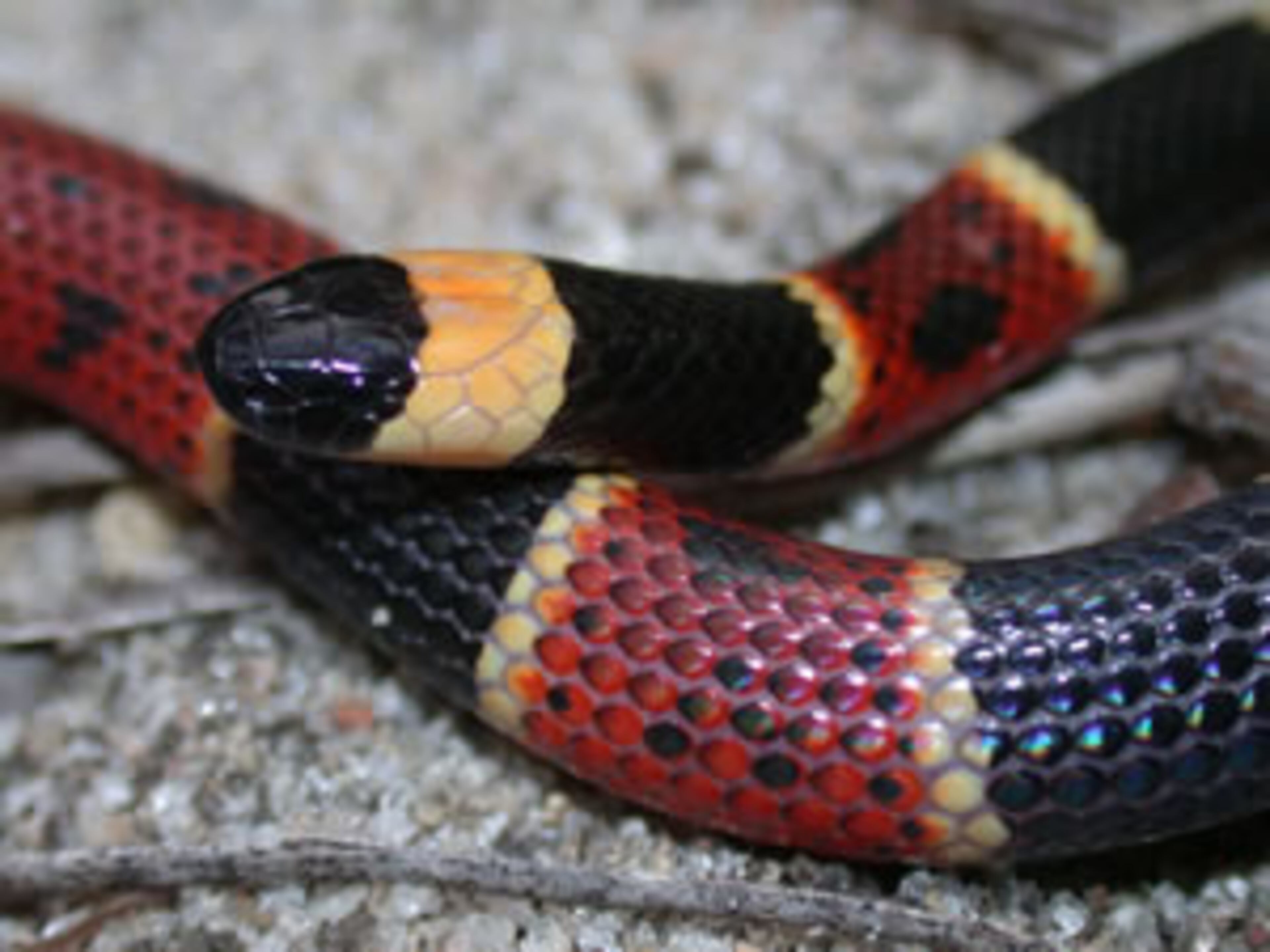 A closer look at the head and markings of the Eastern Coral Snake. One easy way to remember the difference between coral snakes and their non-venomous “cousins,” the common king and scarlet snakes, is this rhyme: “Red touch black, safe for Jack. Red touches yellow, kills a fellow.” PHOTO: http://srelherp.uga.edu