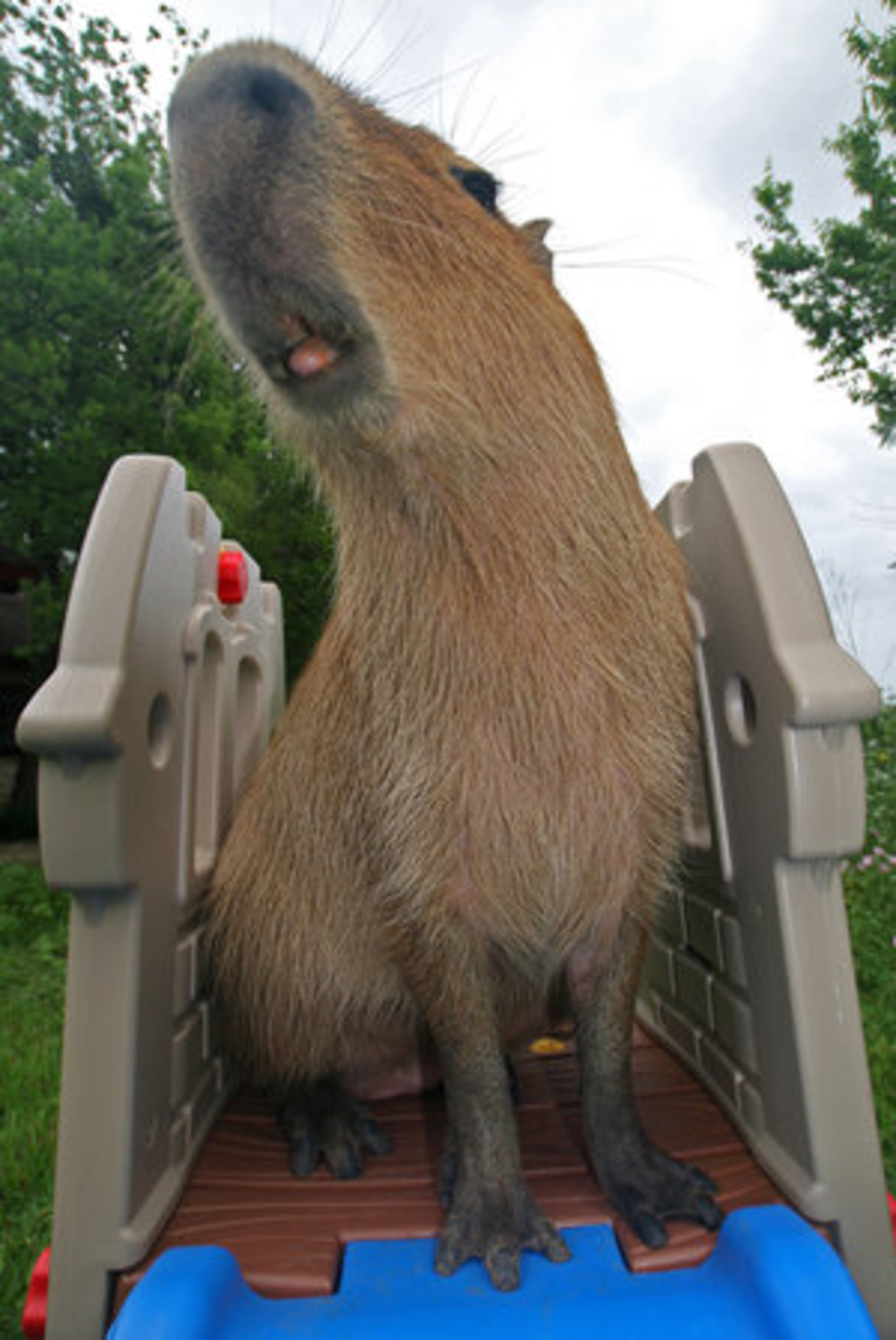 This photo released by Melanie Typaldos shows Caplin, her pet capybara. The capybara, Hydrochoerus Hydrochaeris, is a semi-aquatic rodent of South America. It weighs about a hundred pounds, and is about 2 feet tall at the shoulder.