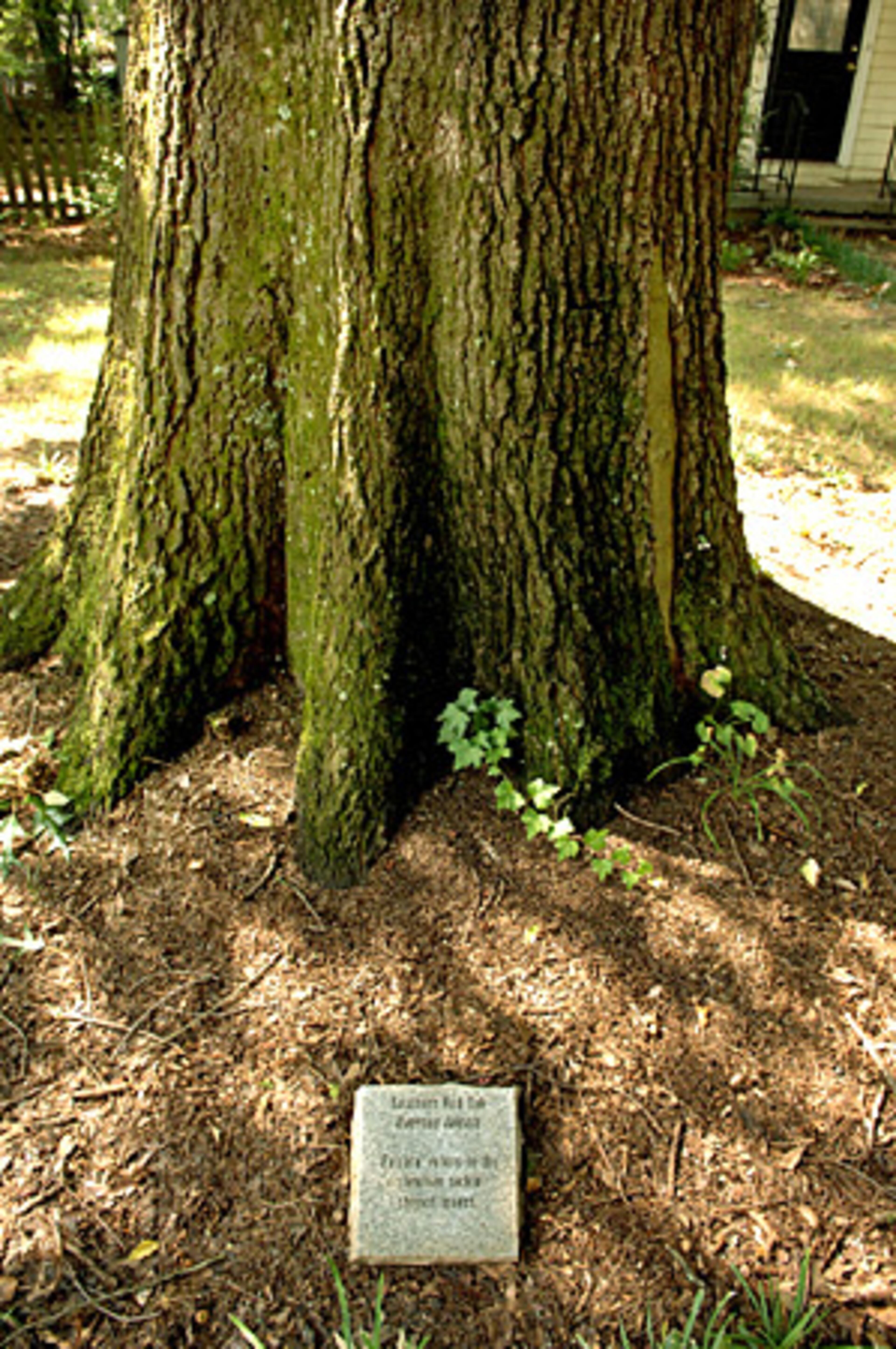 Various trees along the streets have markers describing their species.