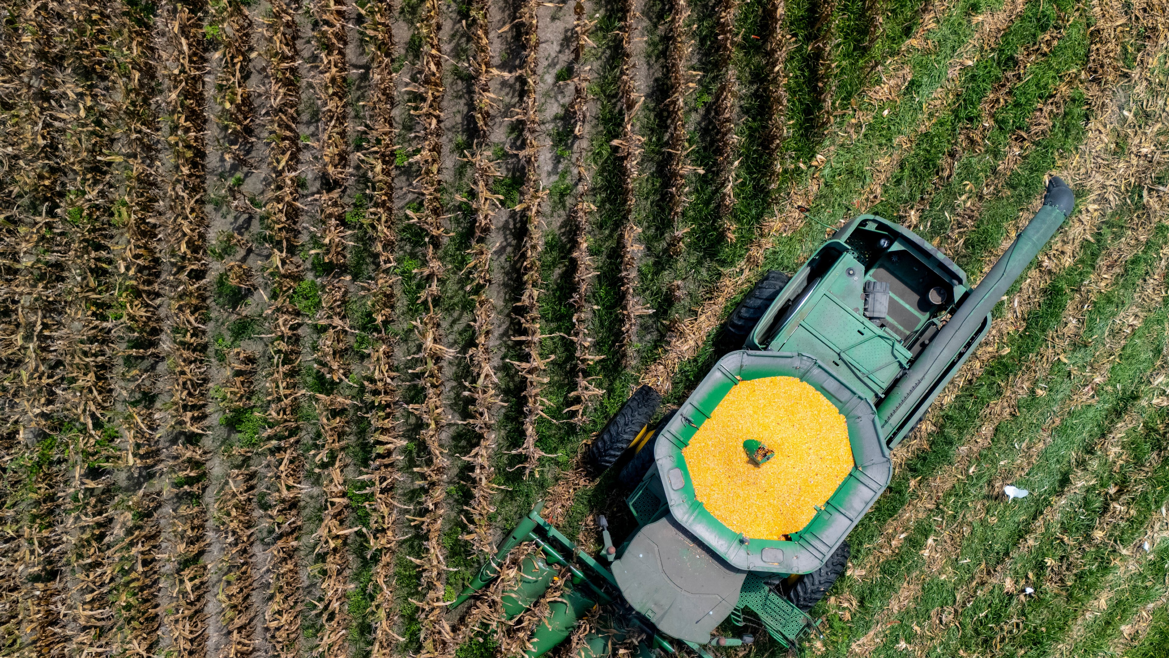 FILE - A farmer harvests seed corn on July 29, 2025 near Albany, Ga. (AP Photo/Mike Stewart, File)