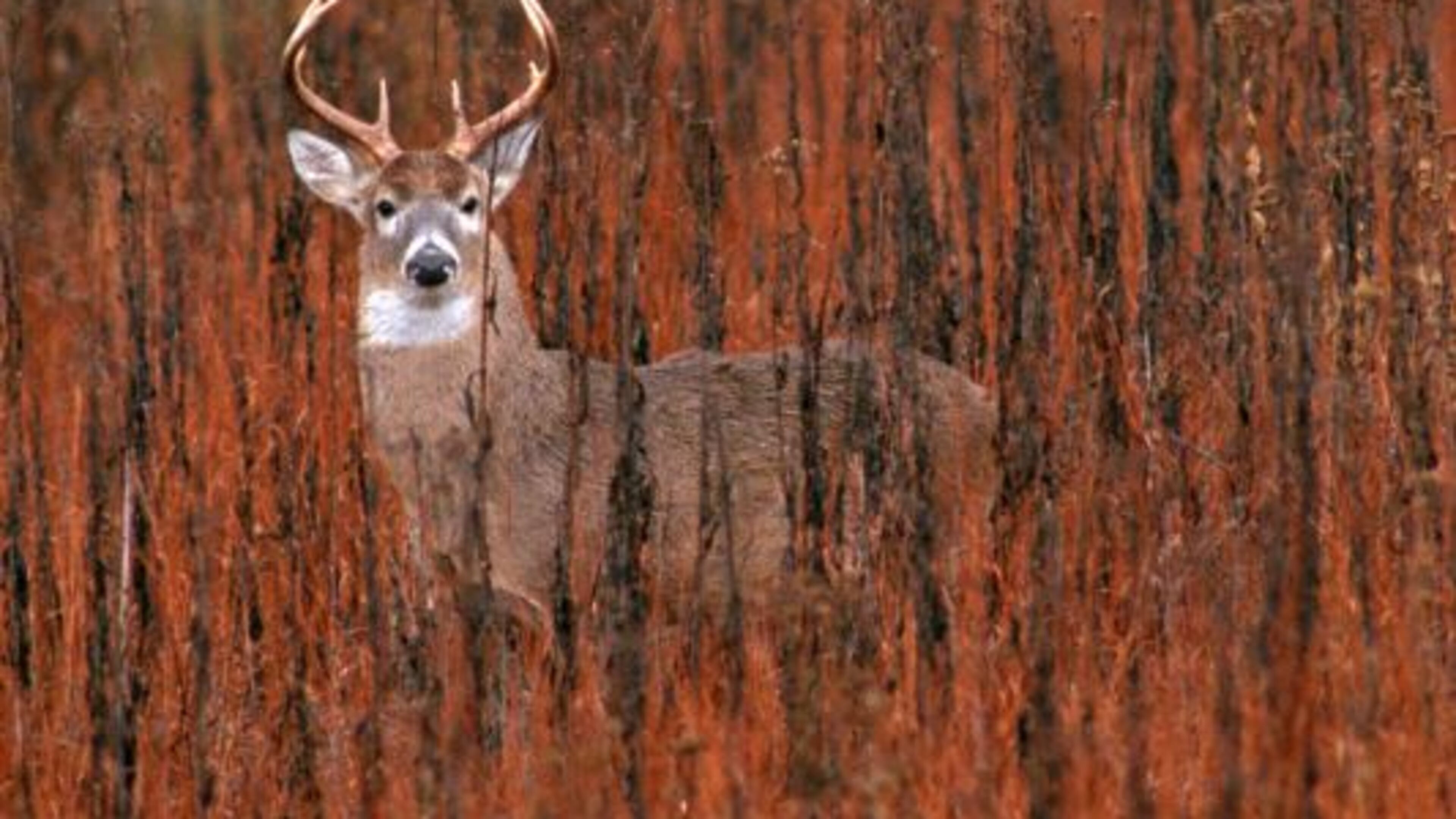 A plan to cull deer at the Whitewater Creek Country Club subdivision in Fayette County has drawn opposition from some residents. File Photo.