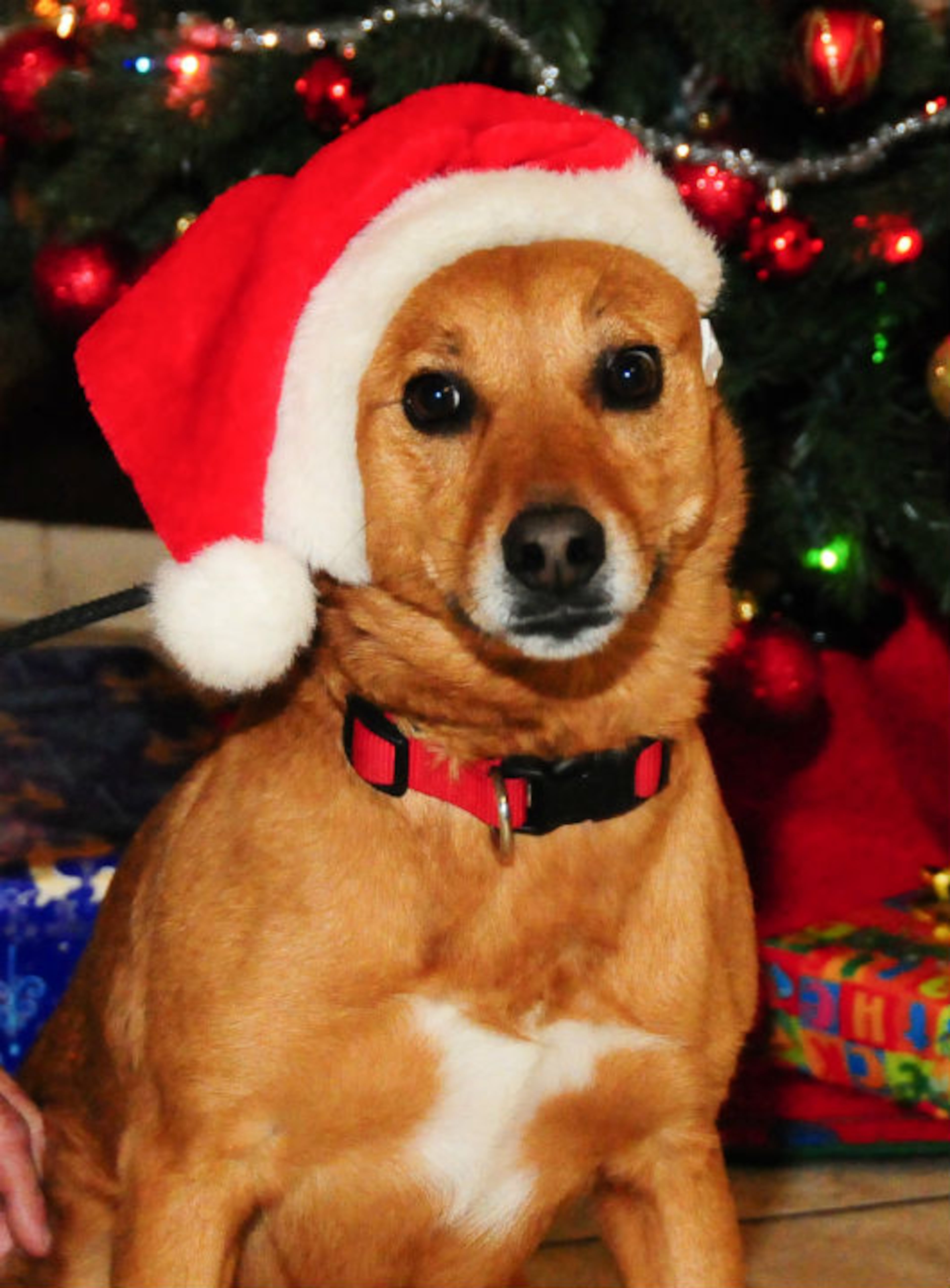 Give an animal a loving home this holiday. Missy is available for adoption at the Mansell location of the Atlanta Humane Society. Atlanta Humane Society places approximately 8,000 animals into forever homes each year. For additional information, please email contact@atlantahumane.org.