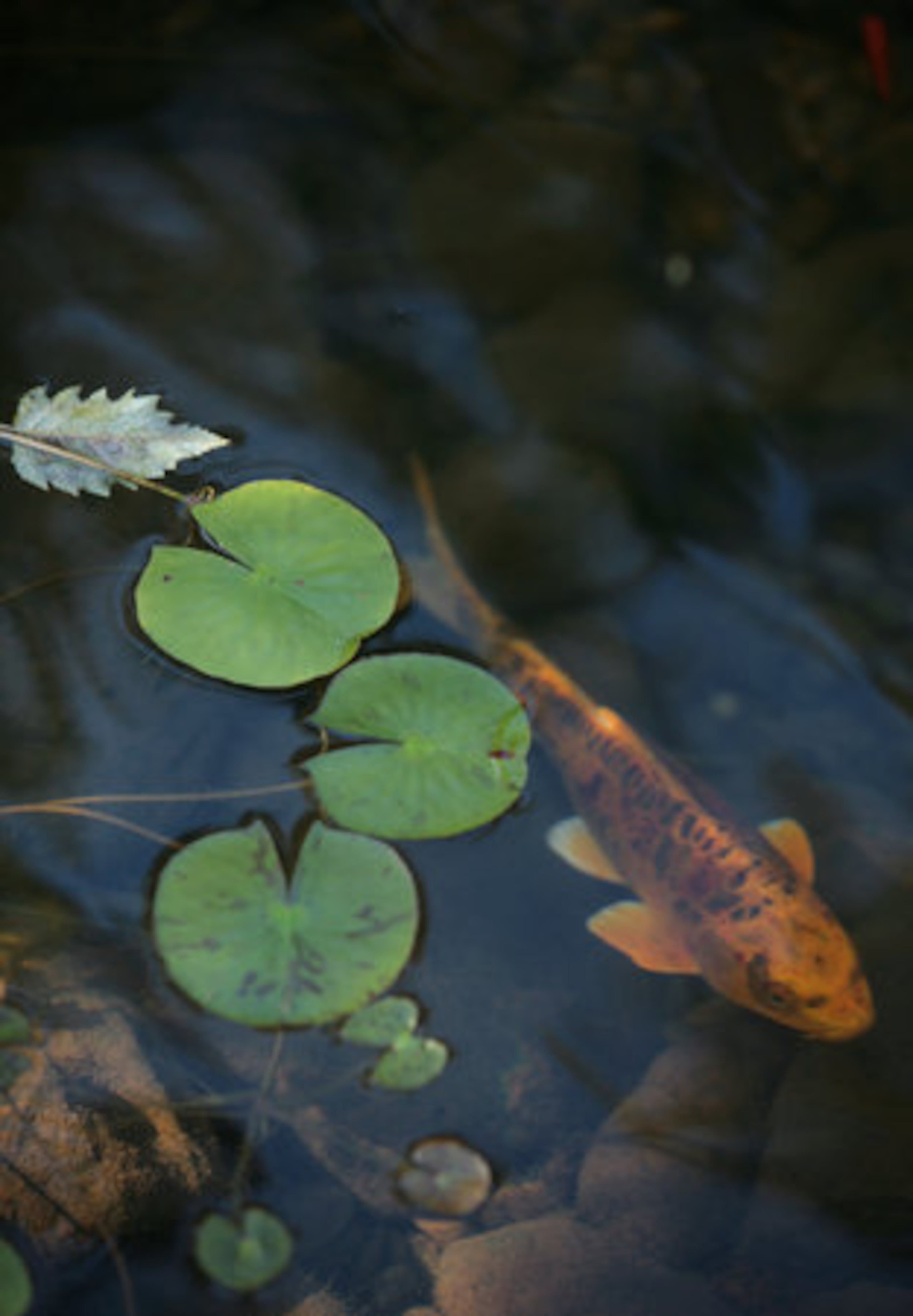McCraw puts string across the pond to protect her fish from hungry heron. She wanted a sense of zen in her Japanese-inspired garden and says the koi provide that.