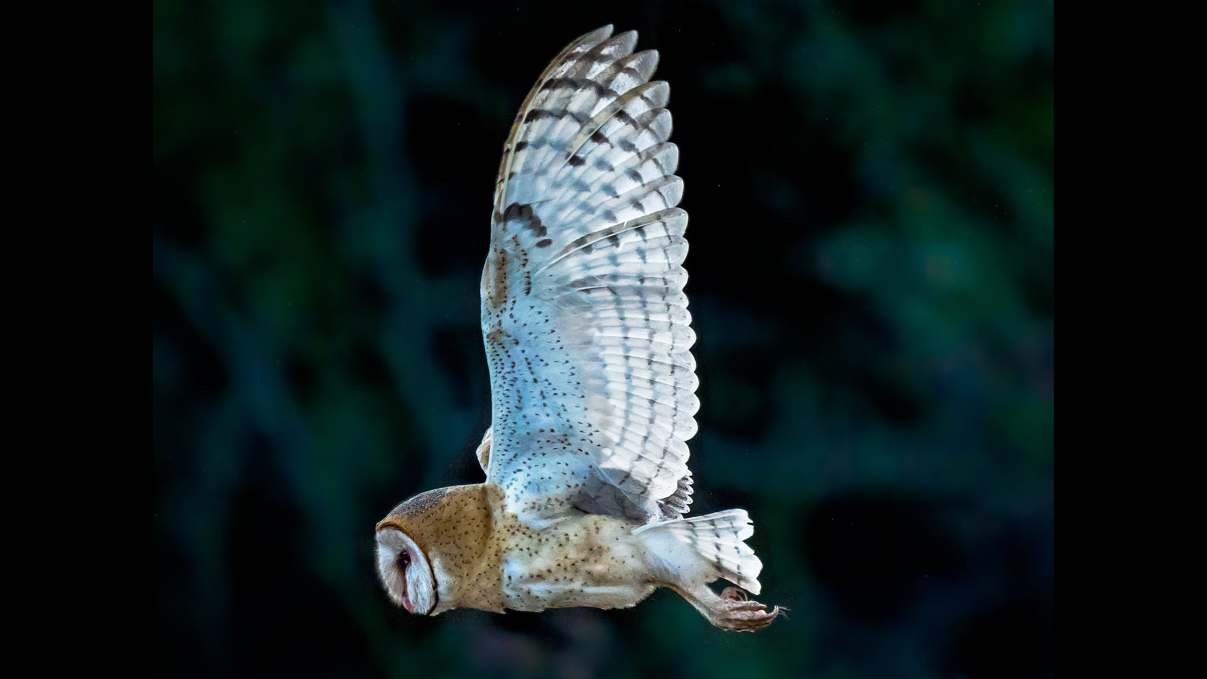 This female barn owl has been attracting small crowds of bird-watchers every day at Legacy Park in Decatur. The barn owl, one of four species of native owls in Georgia, is rarely seen, especially in urban areas. (Courtesy of Steve Rushing)