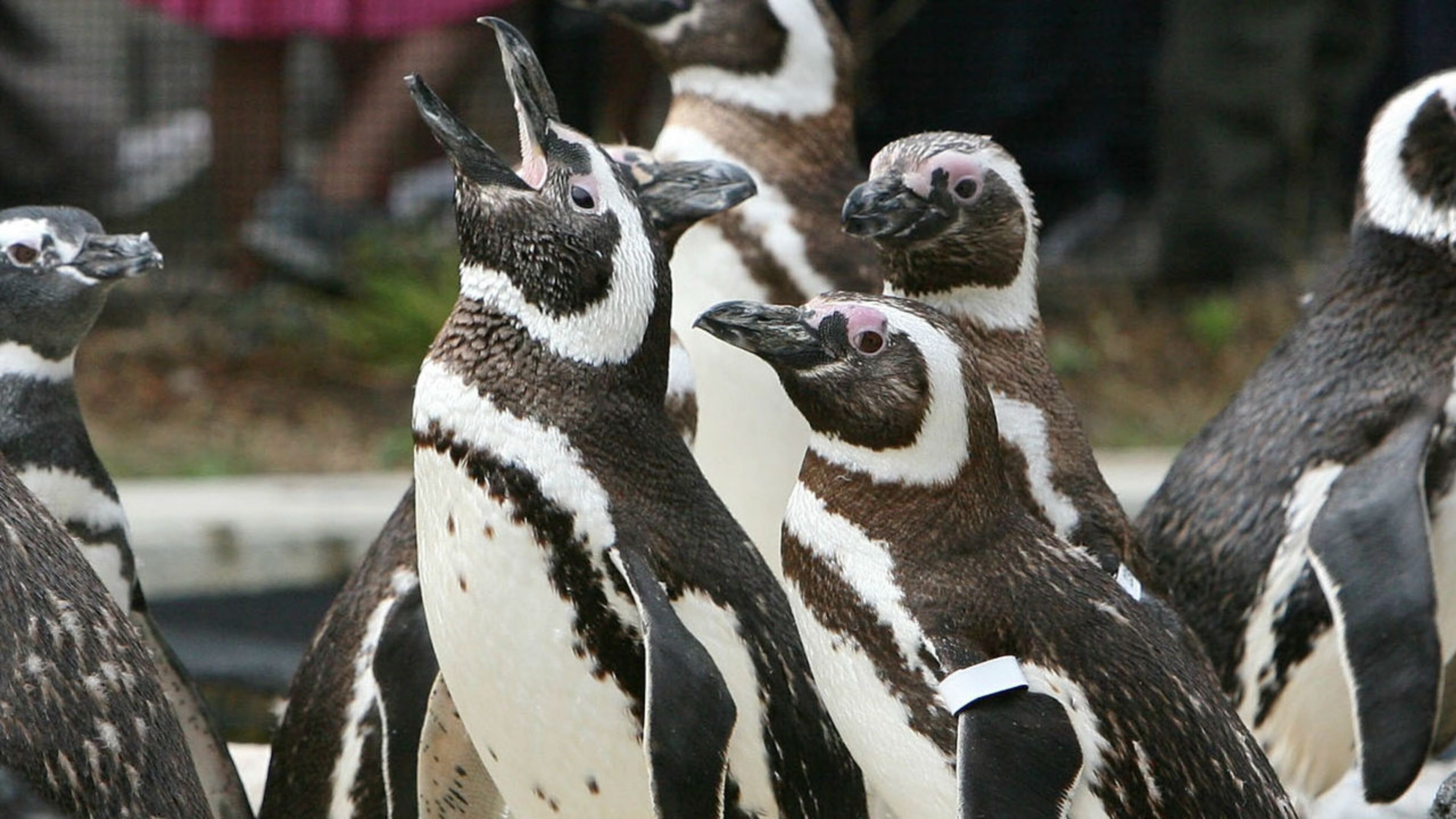(Photo by Justin Sullivan/Getty Images)