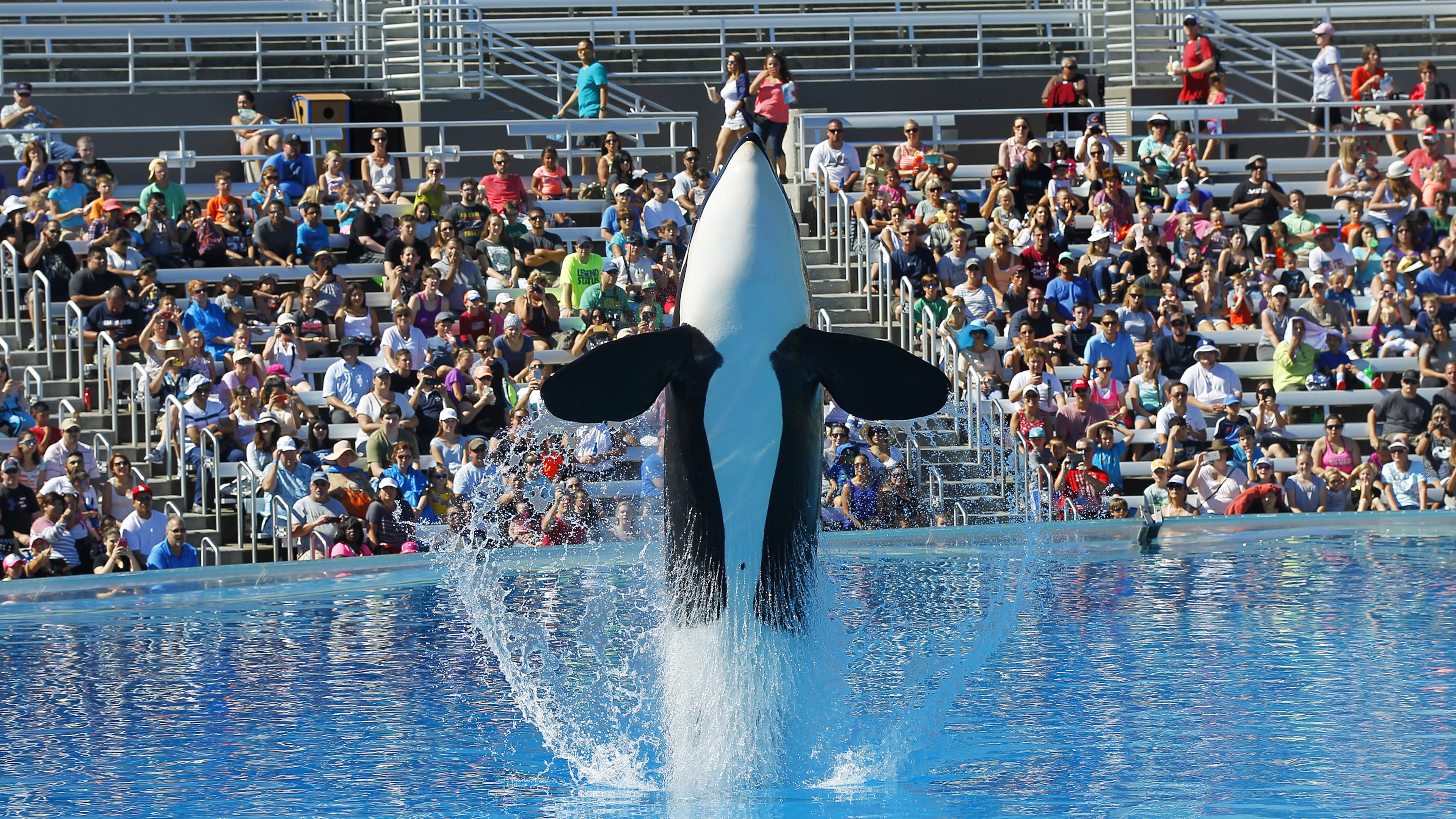 An orca whale performs during the One Ocean show at SeaWorld San Diego. SeaWorld in Orlando and in Southern California are pursuing strategies more typical of regional theme parks. (K.C. Alfred/San Diego Union-Tribune/TNS)