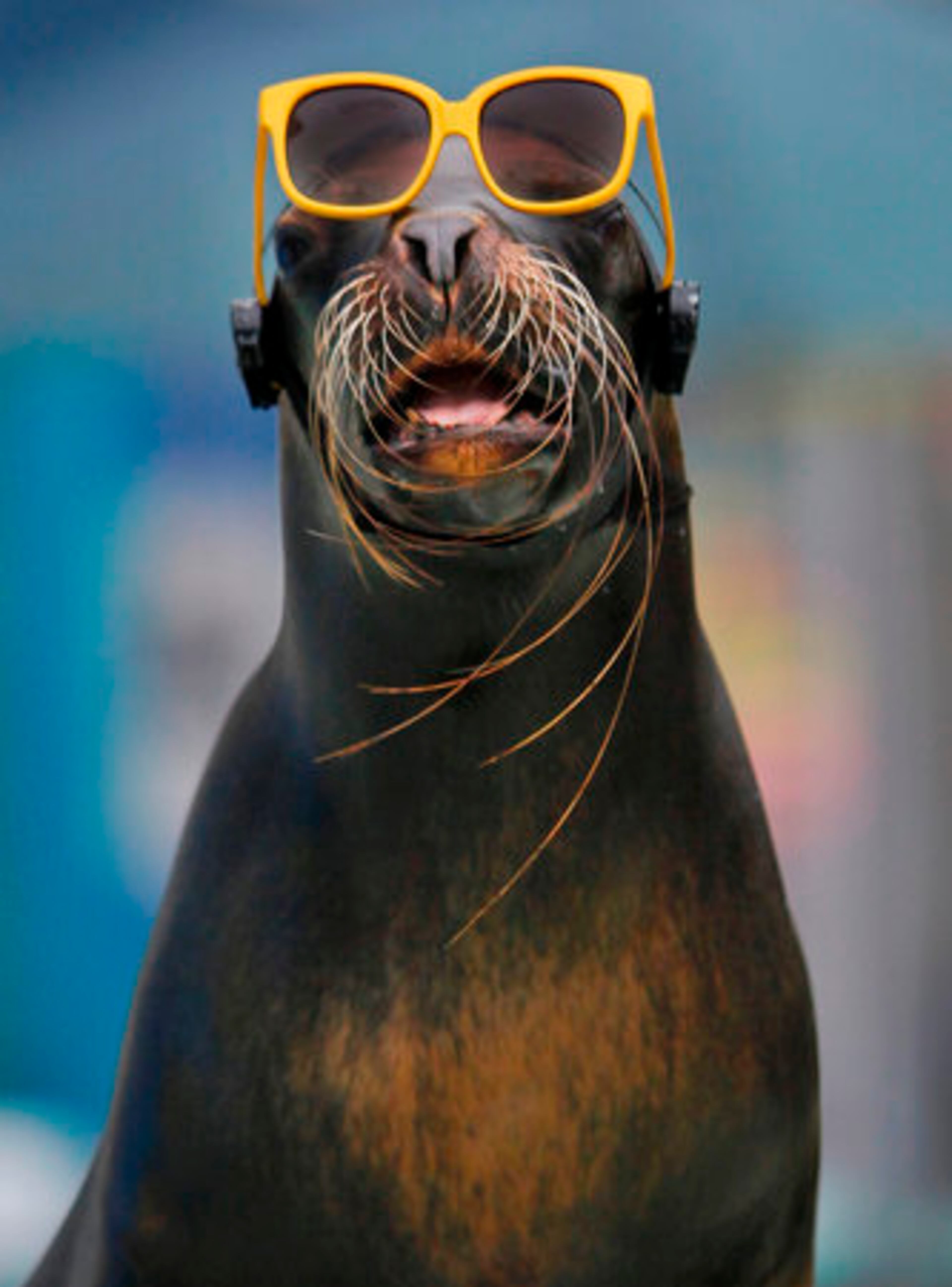 A seal wears sunglasses during a solar eclipse event at Sunshine International Aquarium in Tokyo Wednesday.