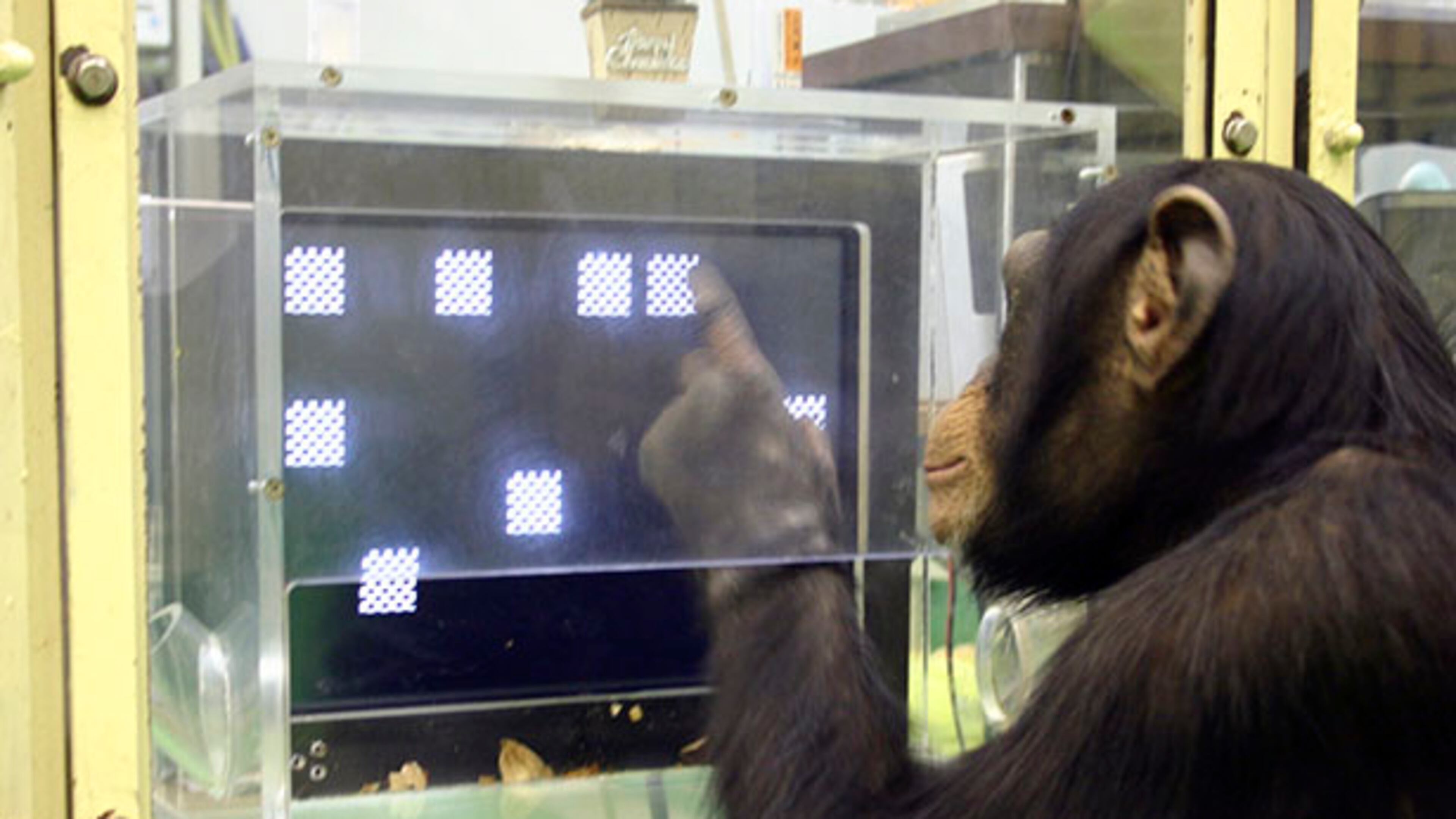 Genes play a larger role than environment in a chimpanzee's intelligence, the Georgia State study found.