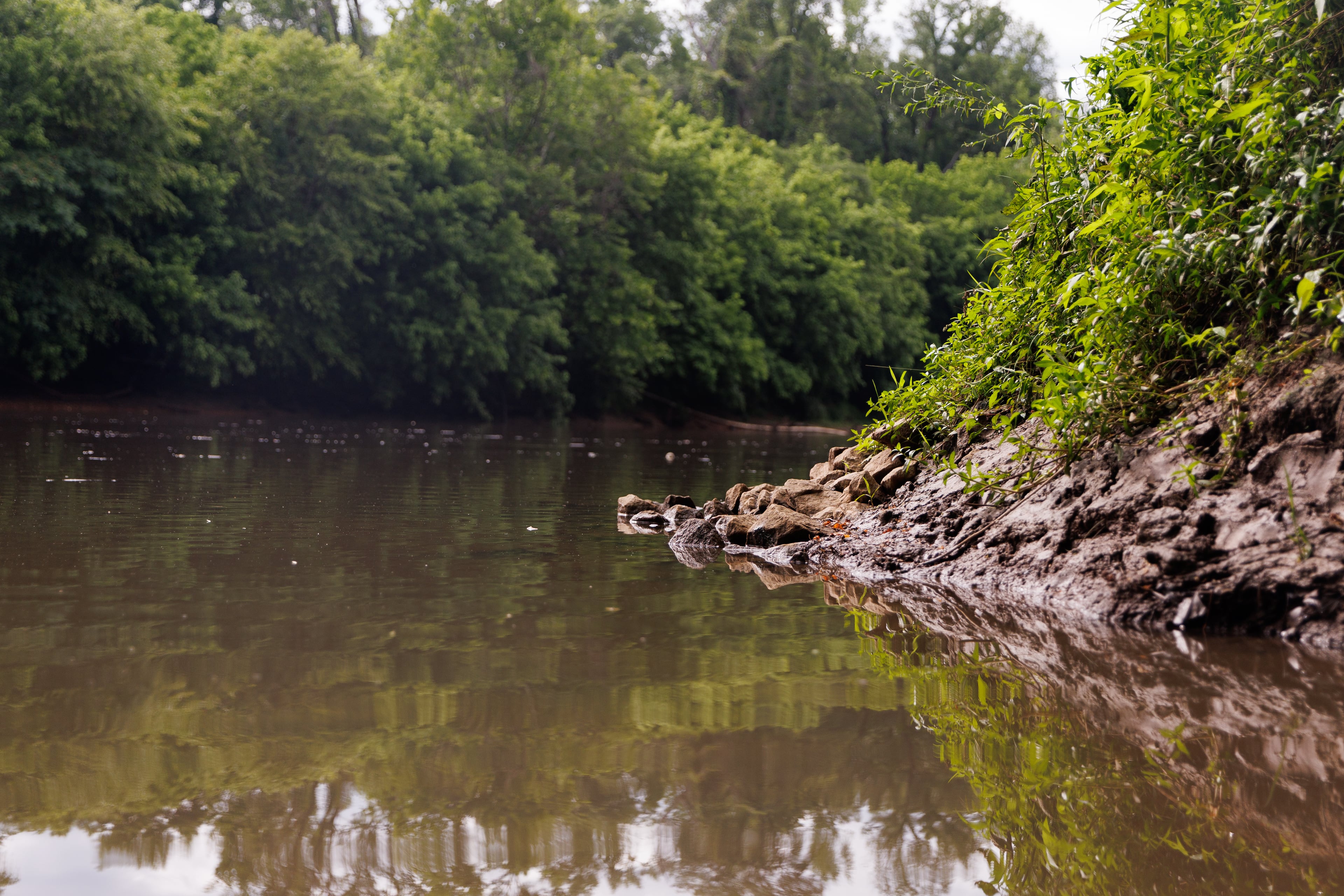 Drought conditions contributed to a massive fish kill on the Chattahoochee River. (Estela Muñoz/AJC)
