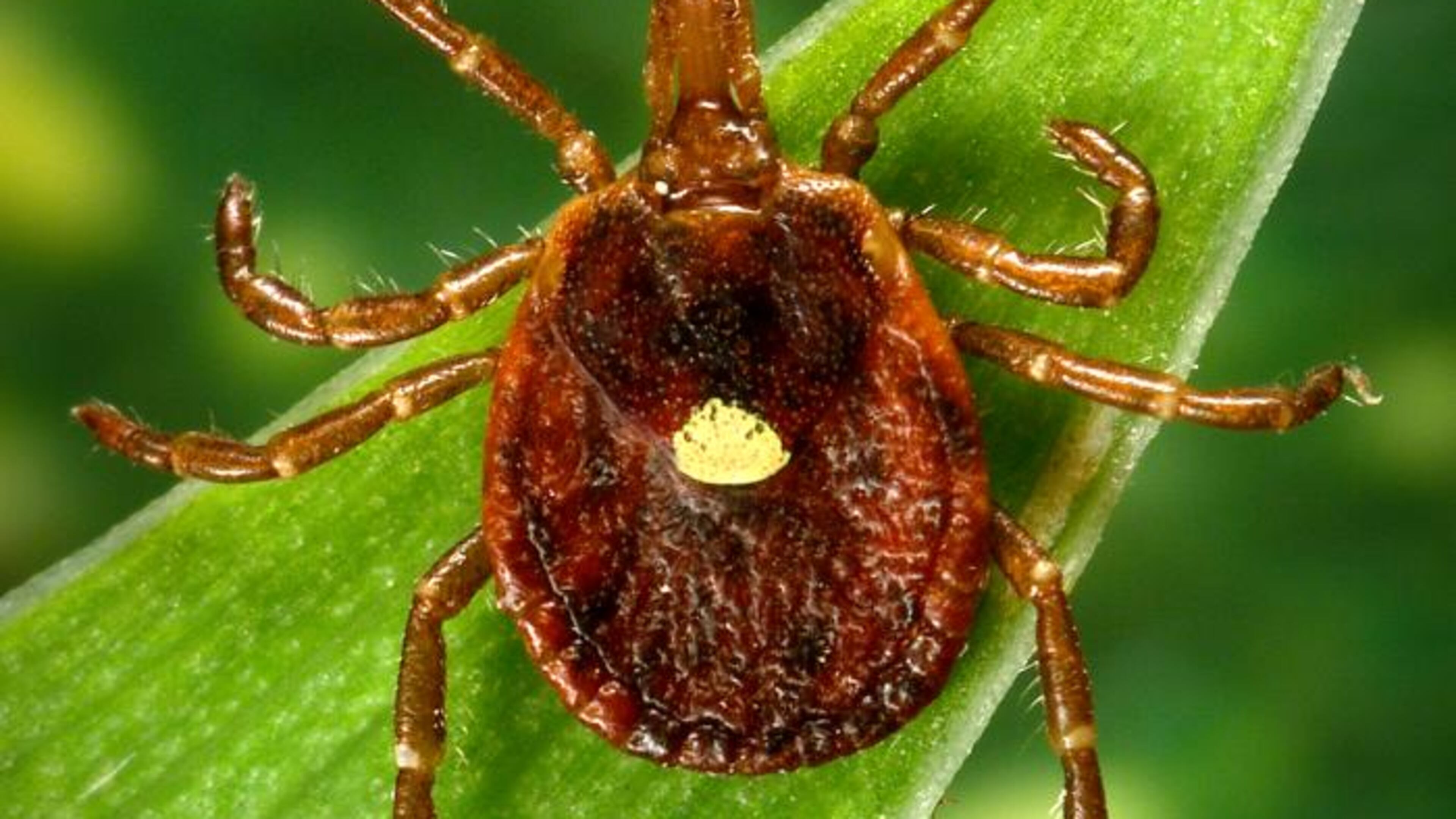 A lone star tick. The name comes from the dot that the adult female develops on her back. (PHOTO courtesy of the U.S. Centers for Disease Control and Prevention.)