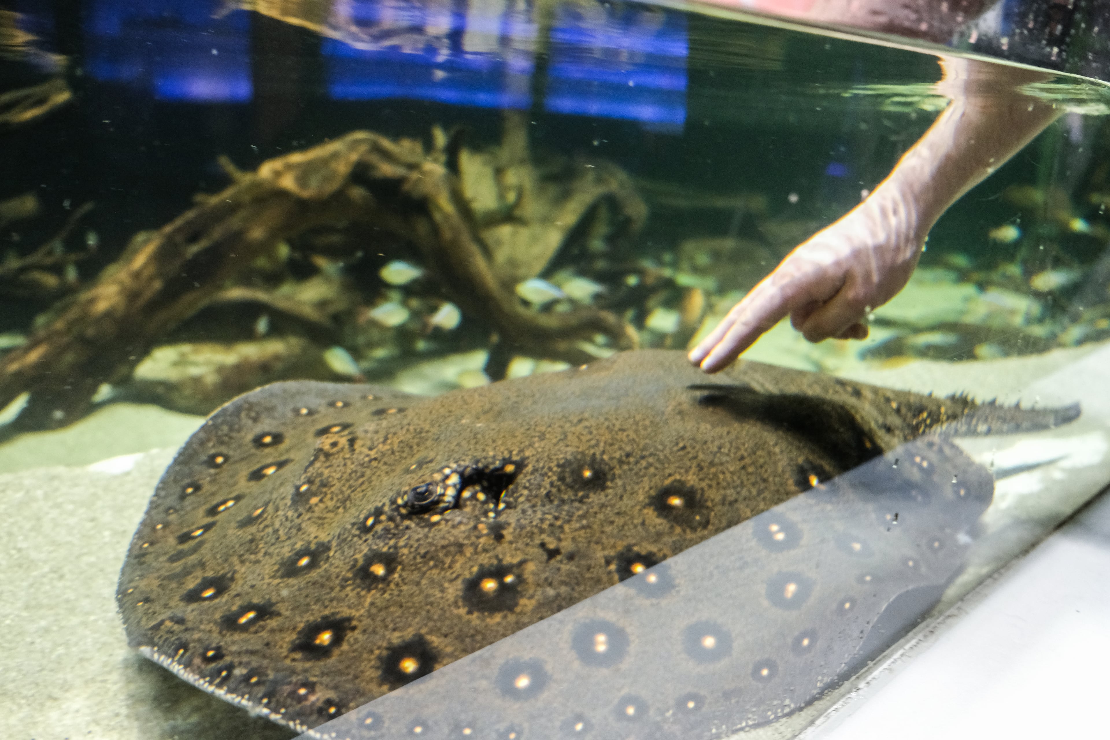 A visitor pets an Orangespot freshwater Motoro stingray inside the touch pool at Georgia Aquarium. Seven rays were rescued by Georgia Aquarium after they were confiscated at Miami International Airport in 2017.