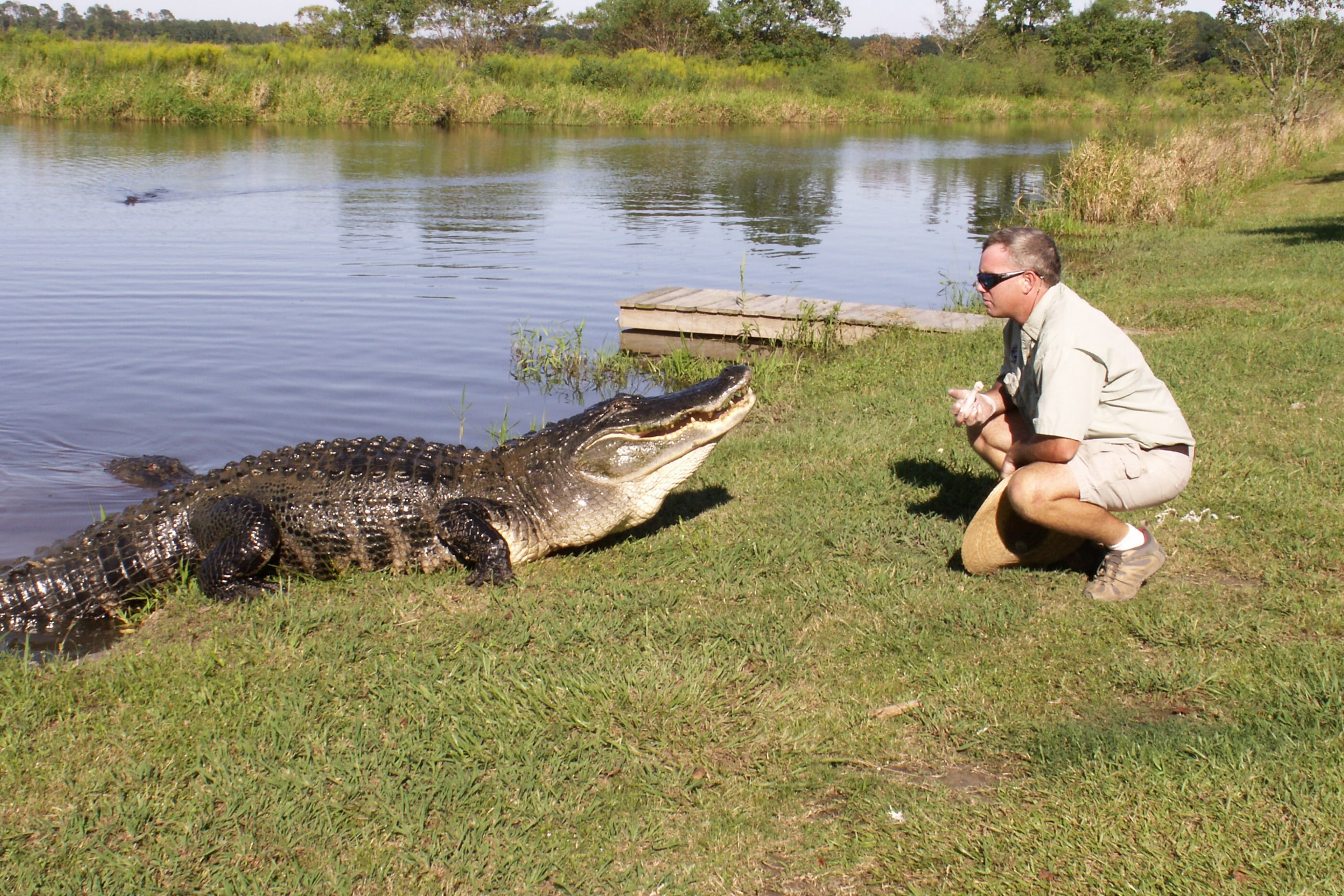 More than 40 alligators are part of Alligator Alley in Summerdale, Ala. Contributed by Alligator Alley. HANDOUT PHOTO - NOT FOR RESALE