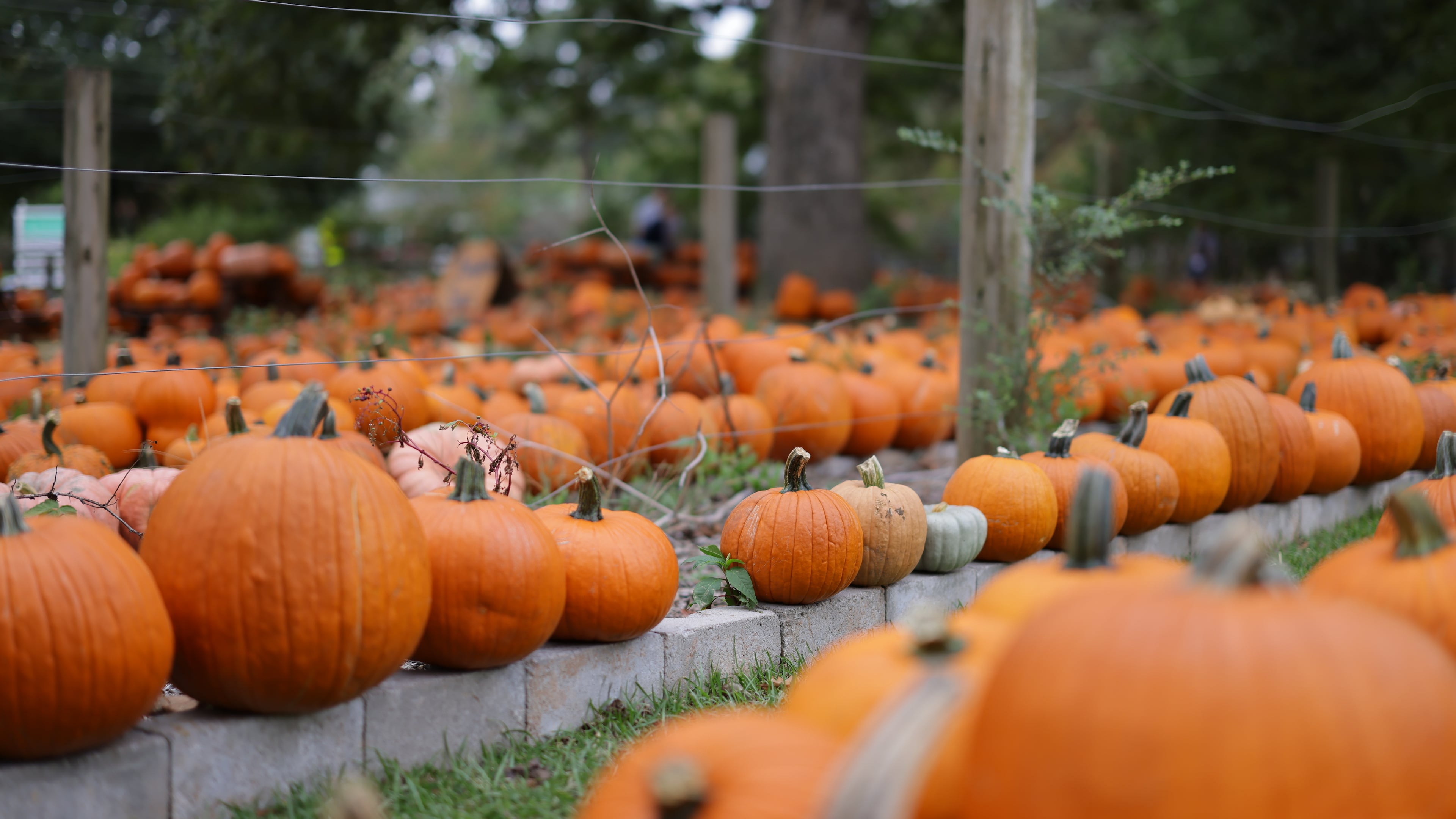 Head to the East Atlanta Nature Sanctuary Fall Festival for a pumpkin patch and mini market. (Courtesy of Phil Siegelman)