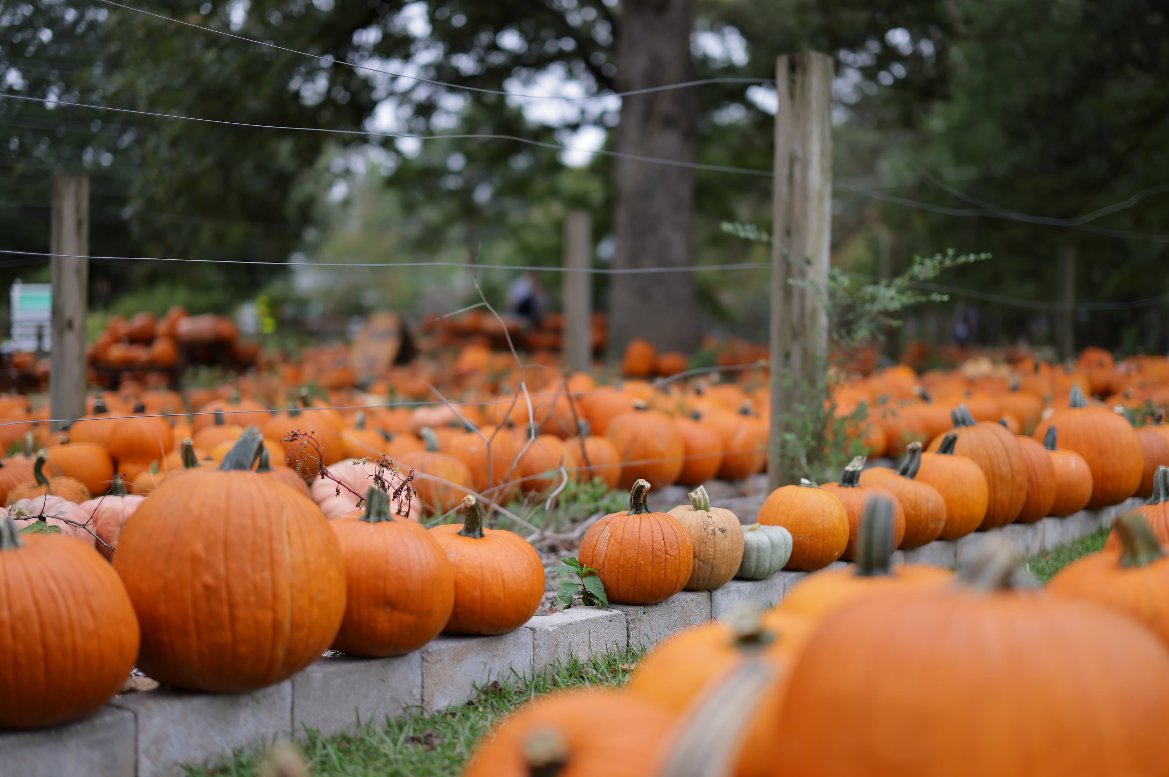 East Atlanta pumpkin patch