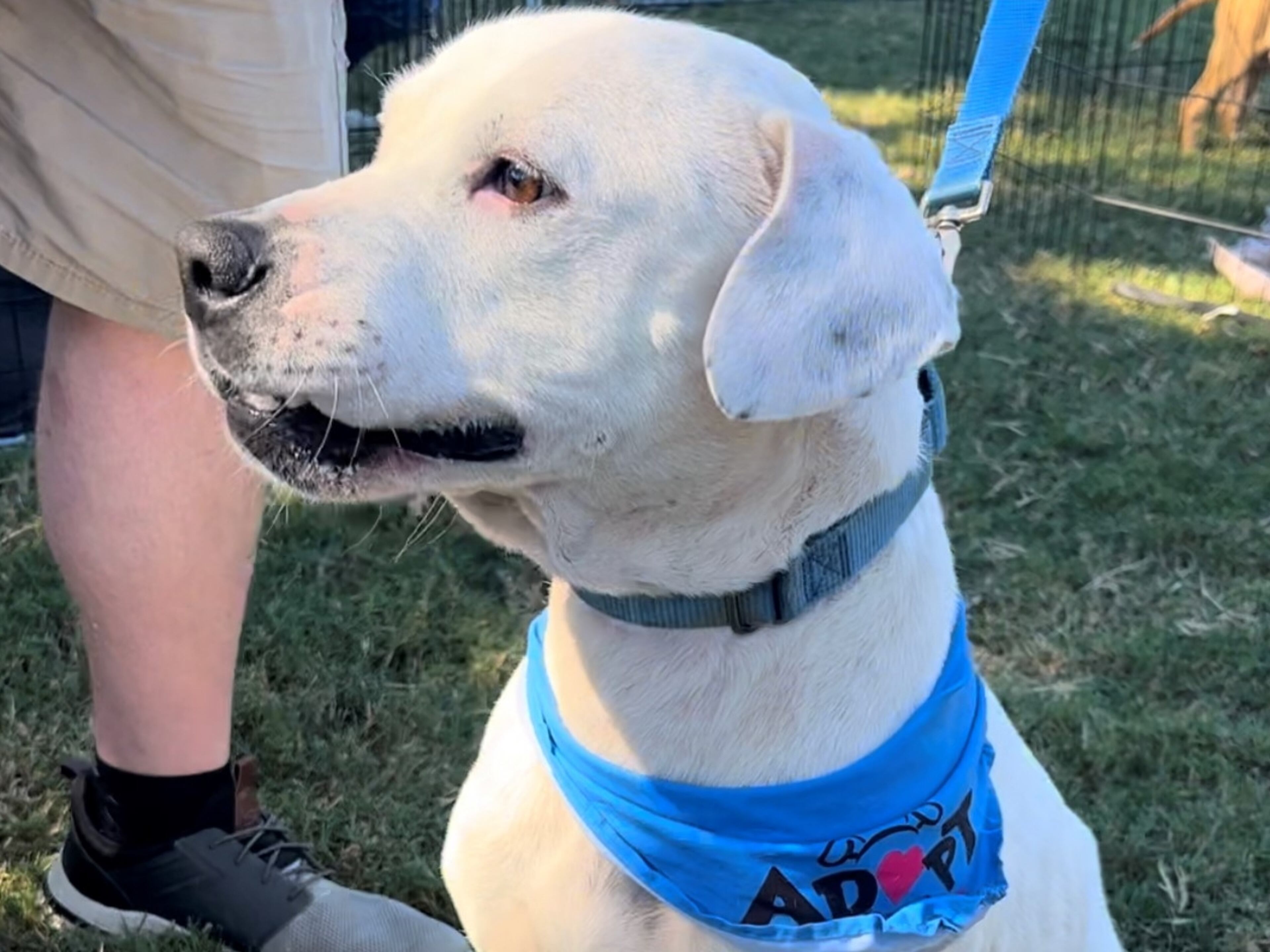 Lasko, from Hearts & Homes Rescue in Nashville, Georgia, poses at First Lady Marty Kemp's 2023 Pet Adoption Day. (Courtesy photo)