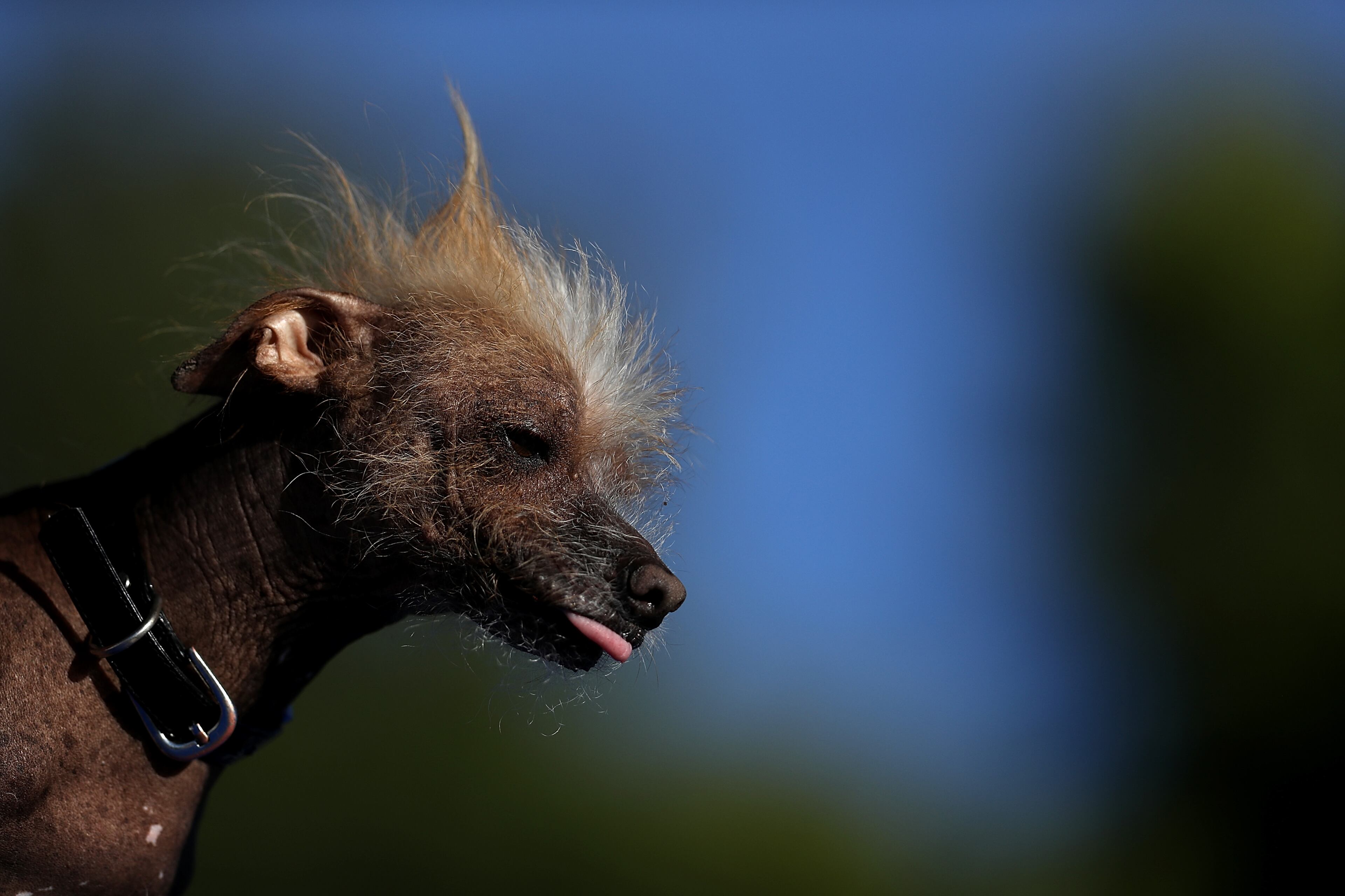 PETALUMA, CA - JUNE 24: A dog named Icky of Davis, California, looks on during the 2016 World's Ugliest Dog contest at the Sonoma-Marin Fair on June 24, 2016 in Petaluma, California. Sweepee Rambo, a blind Chinese Crested dog, won the annual World's Ugliest Dog contest. (Photo by Justin Sullivan/Getty Images)