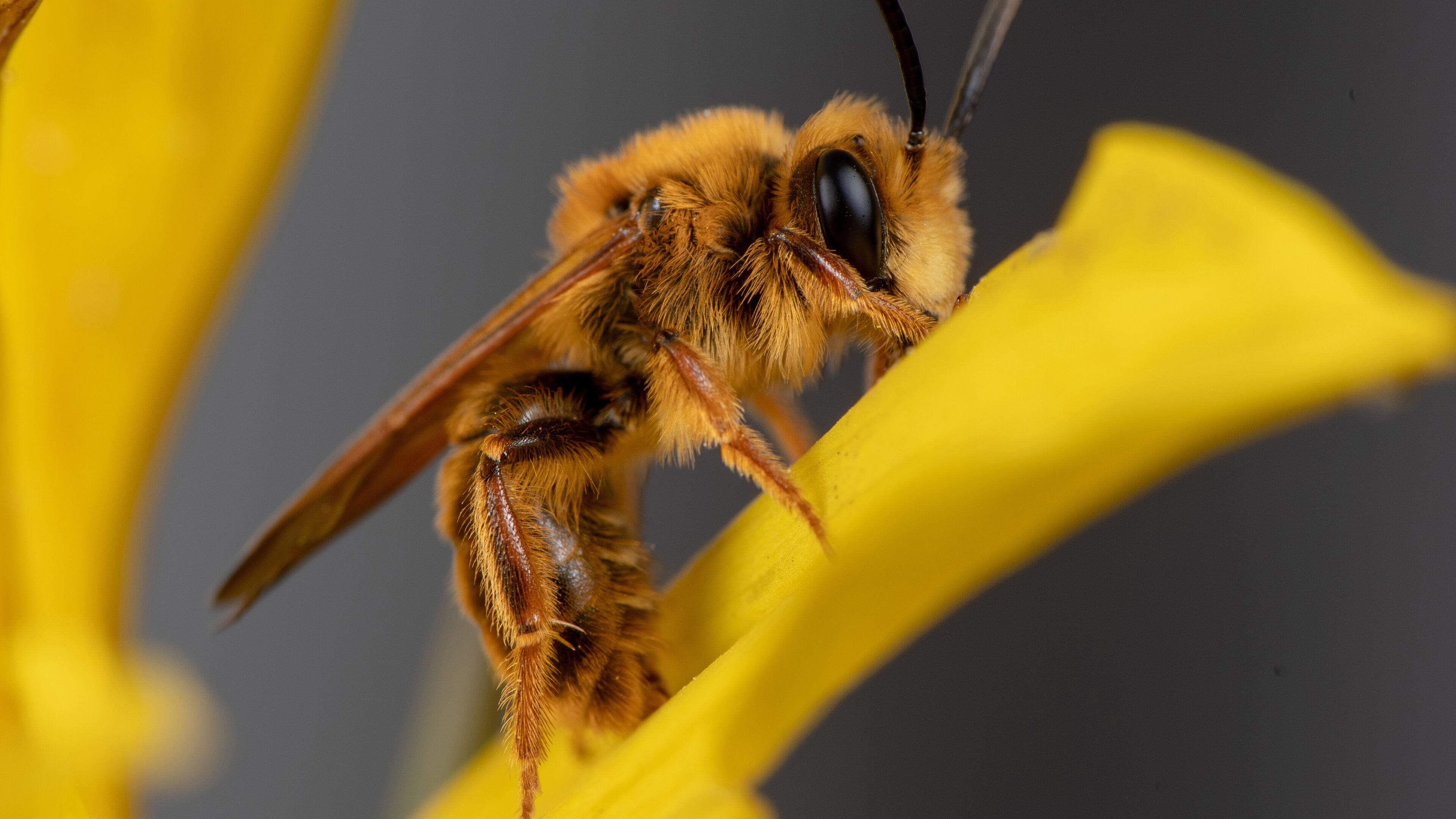 This photo, provided by Krystle Hickman, shows an Andrena prunorum male bee on March 7, 2021 in the Orcas Park region of Los Angeles. (Krystle Hickman via AP)