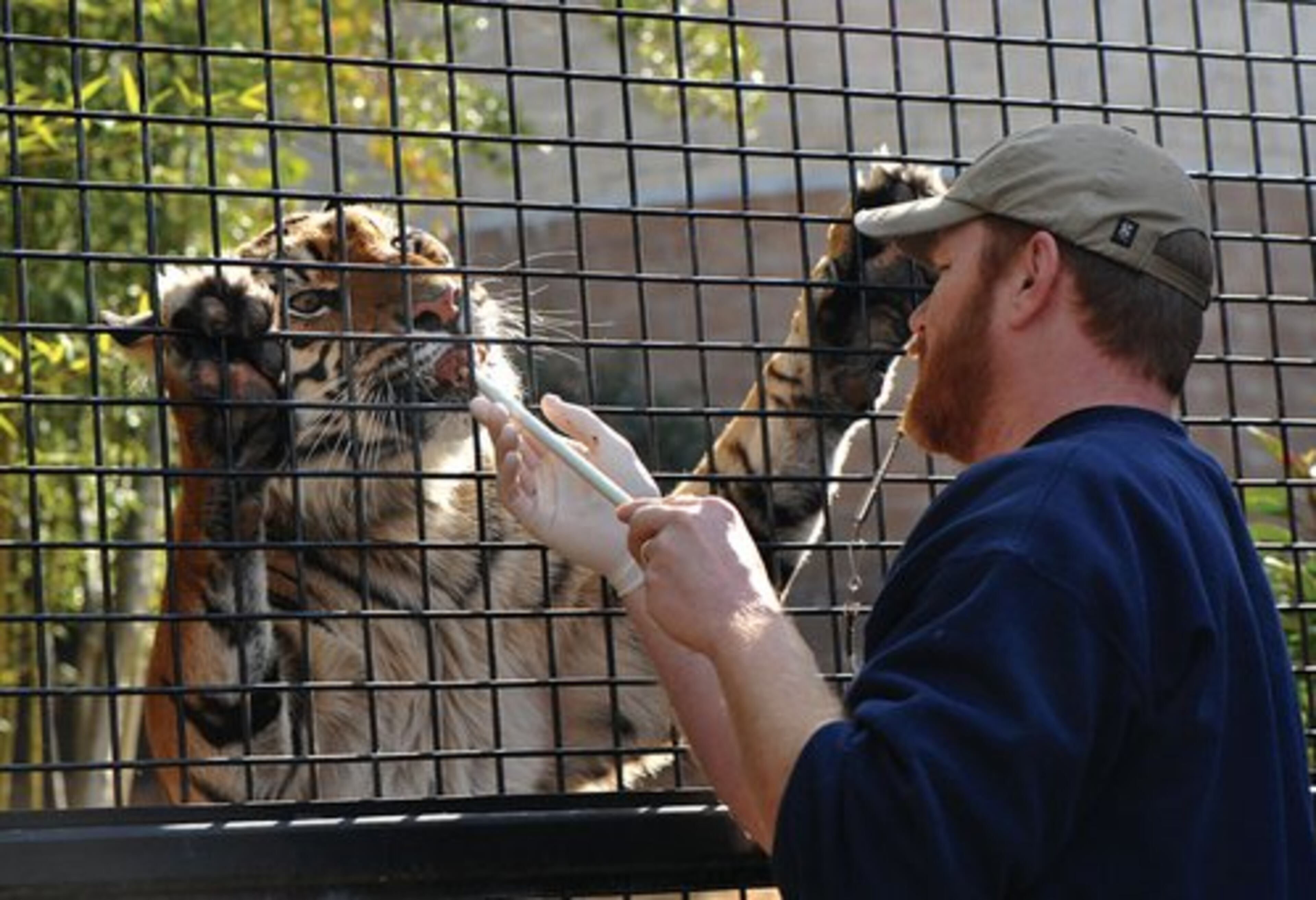 Kenn Harwood, lead keeper of carnivores at Zoo Atlanta, feeds and gives instructions to Chelsea, a Sumatran tiger, at Zoo Atlanta on Tuesday, Feb. 7, 2012.