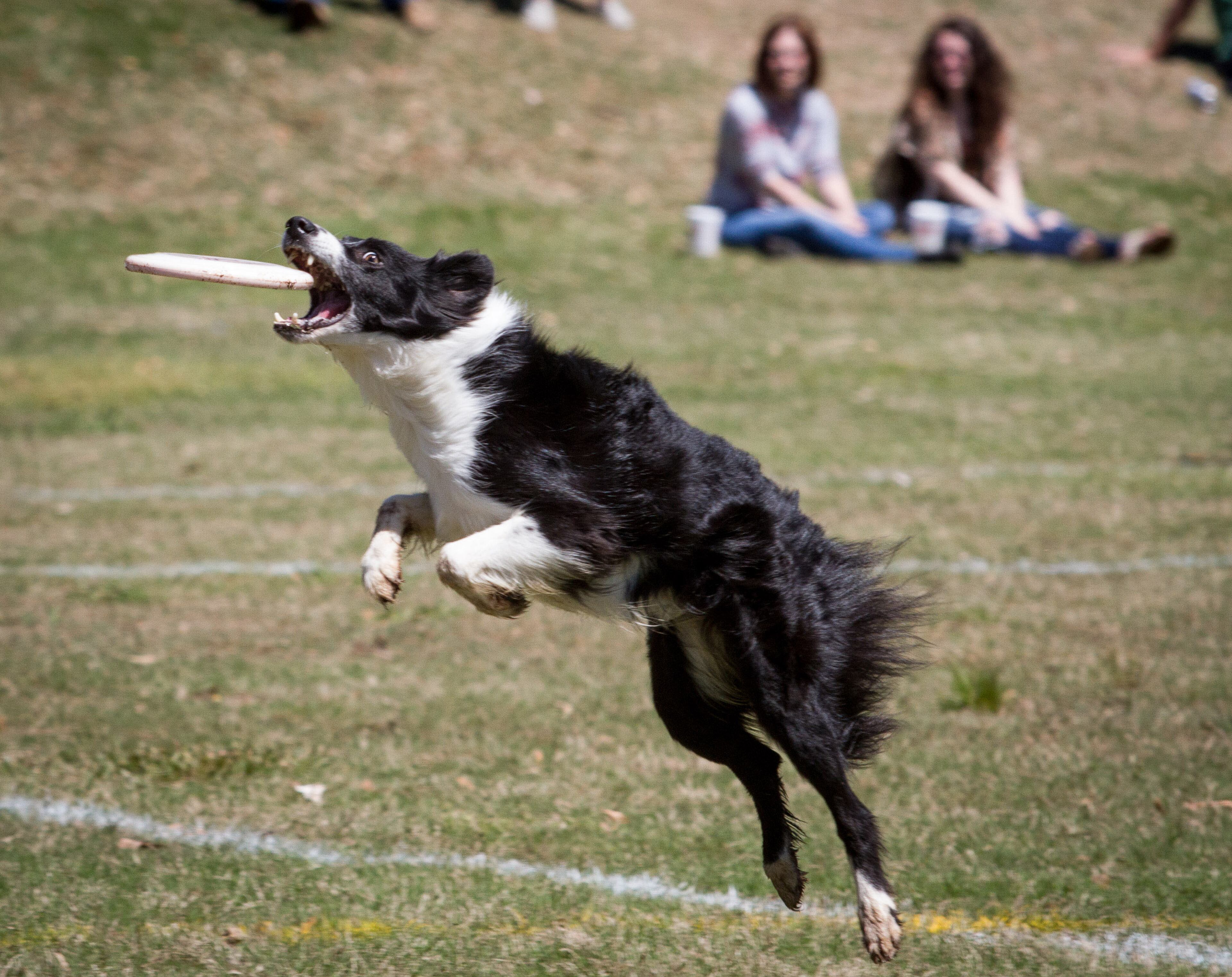 A Border Collie catches a disk at the Southern Disc Dog Nationals during the 81st Annual Atlanta Dogwood Festival Saturday in Atlanta, Ga April 8, 2017. STEVE SCHAEFER / SPECIAL TO THE AJC