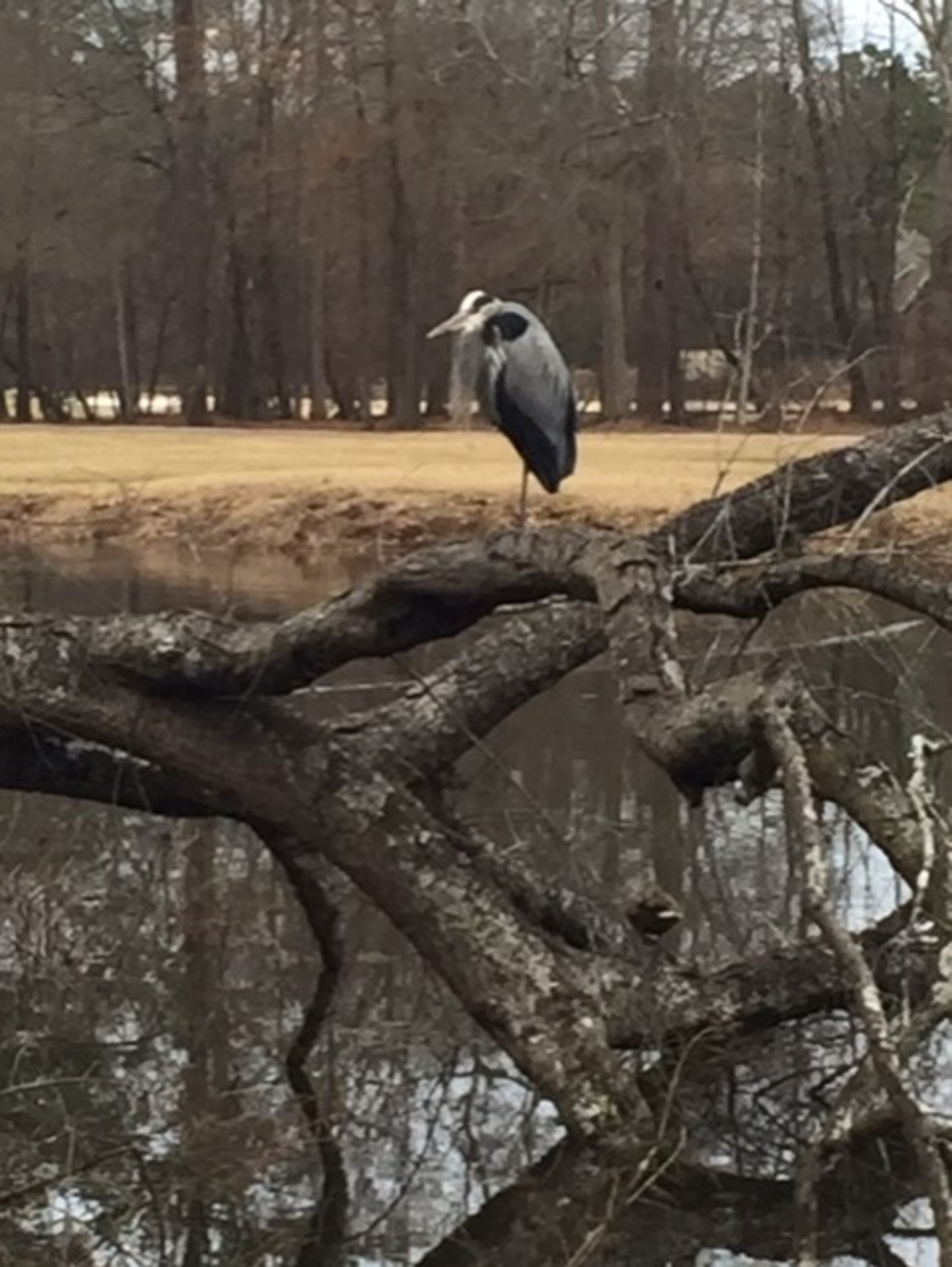 "I was surprised to find this relaxed Grey Heron sunning and resting while playing golf in Johns Creek. The setting and surrounding looked so natural," wrote Bob Wessel.
