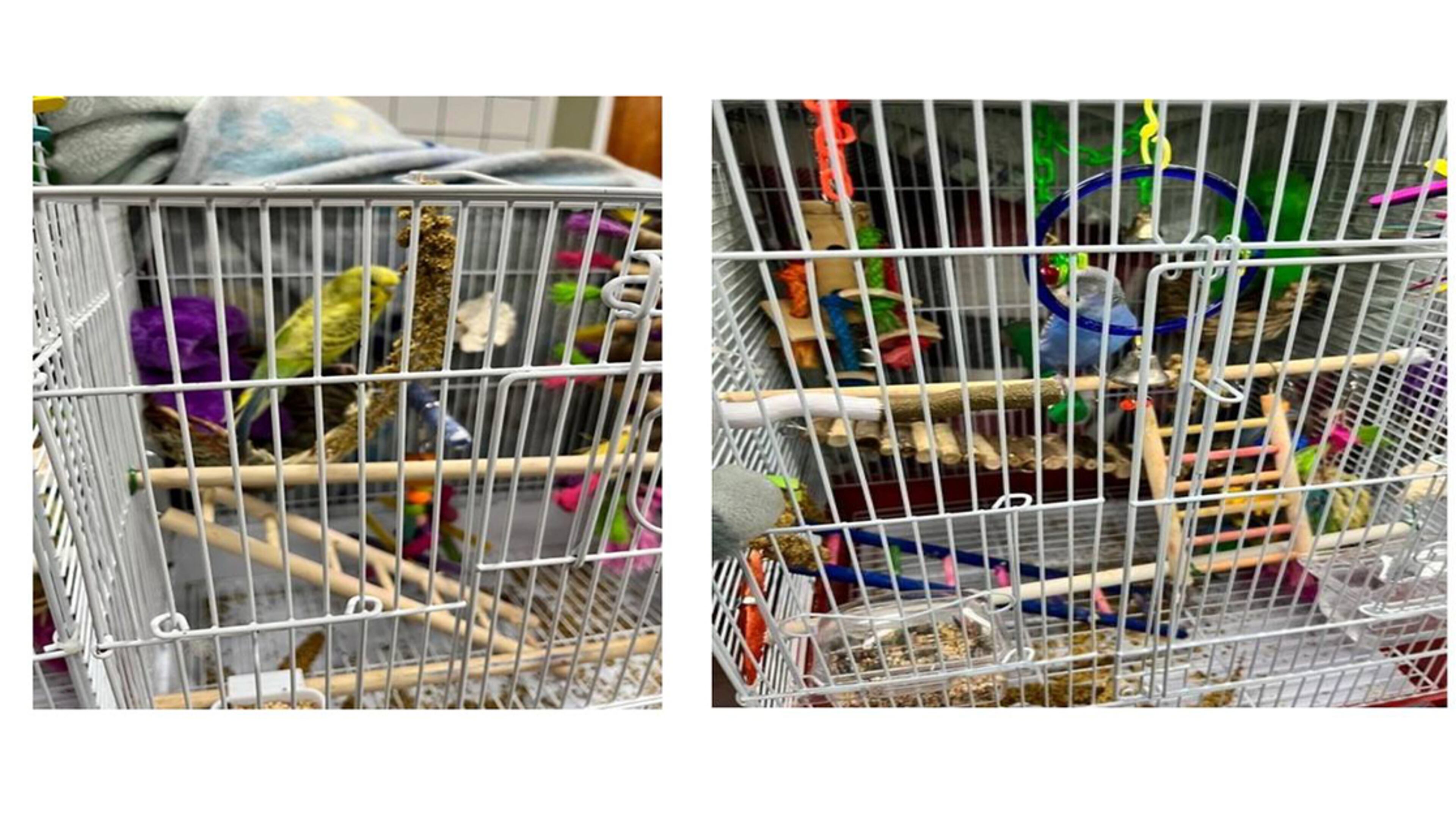 Griffin police are searching for the owners of these two birds, which were found alongside an estimated $100,000 worth of other burglarized goods. (Credit: Griffin Police Department)
