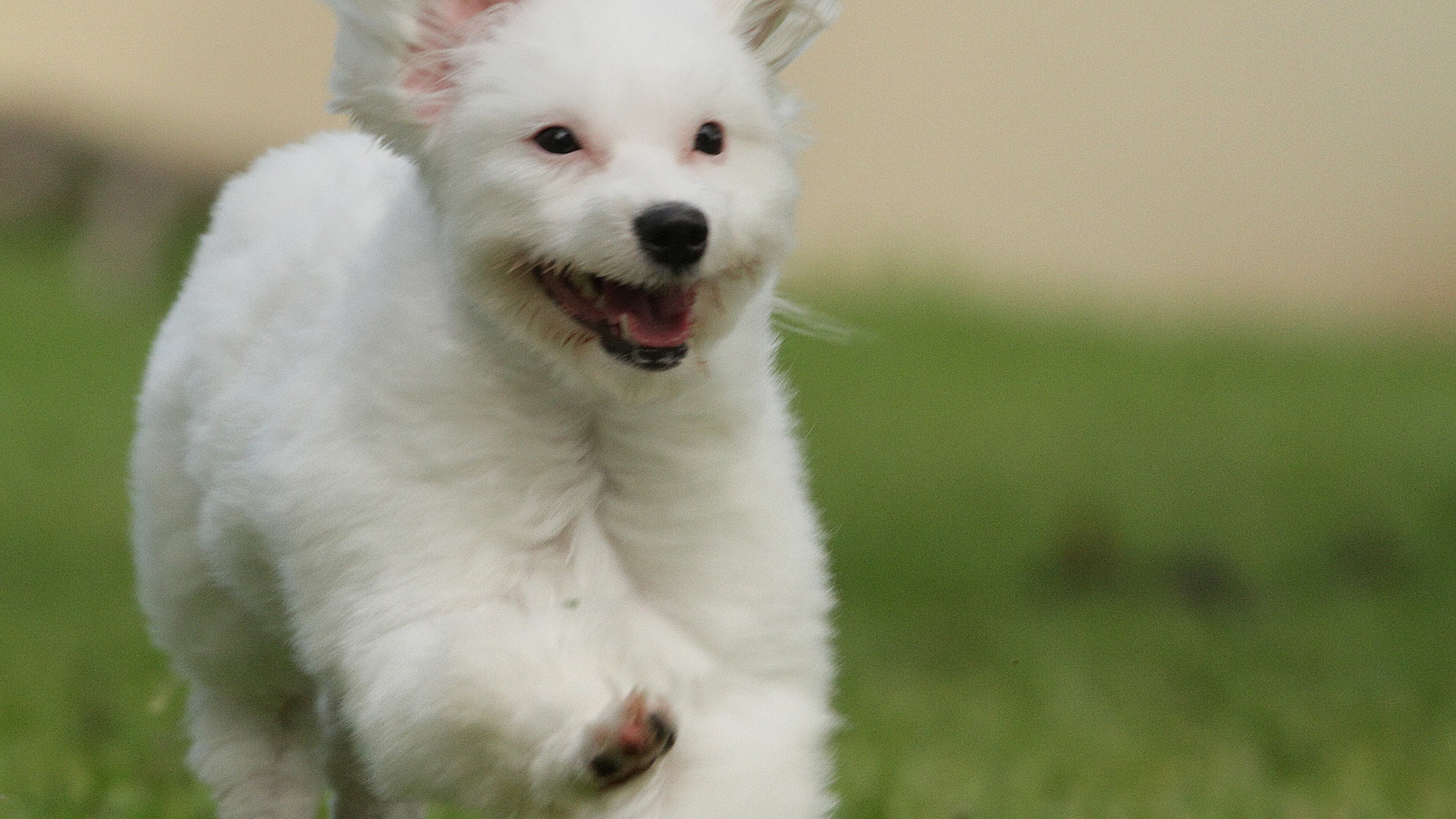 Halo, Purely for Pets food company is offering a free meal to a shelter pet for every pet photo posted on social media with the hashtag #halofeeditforward.