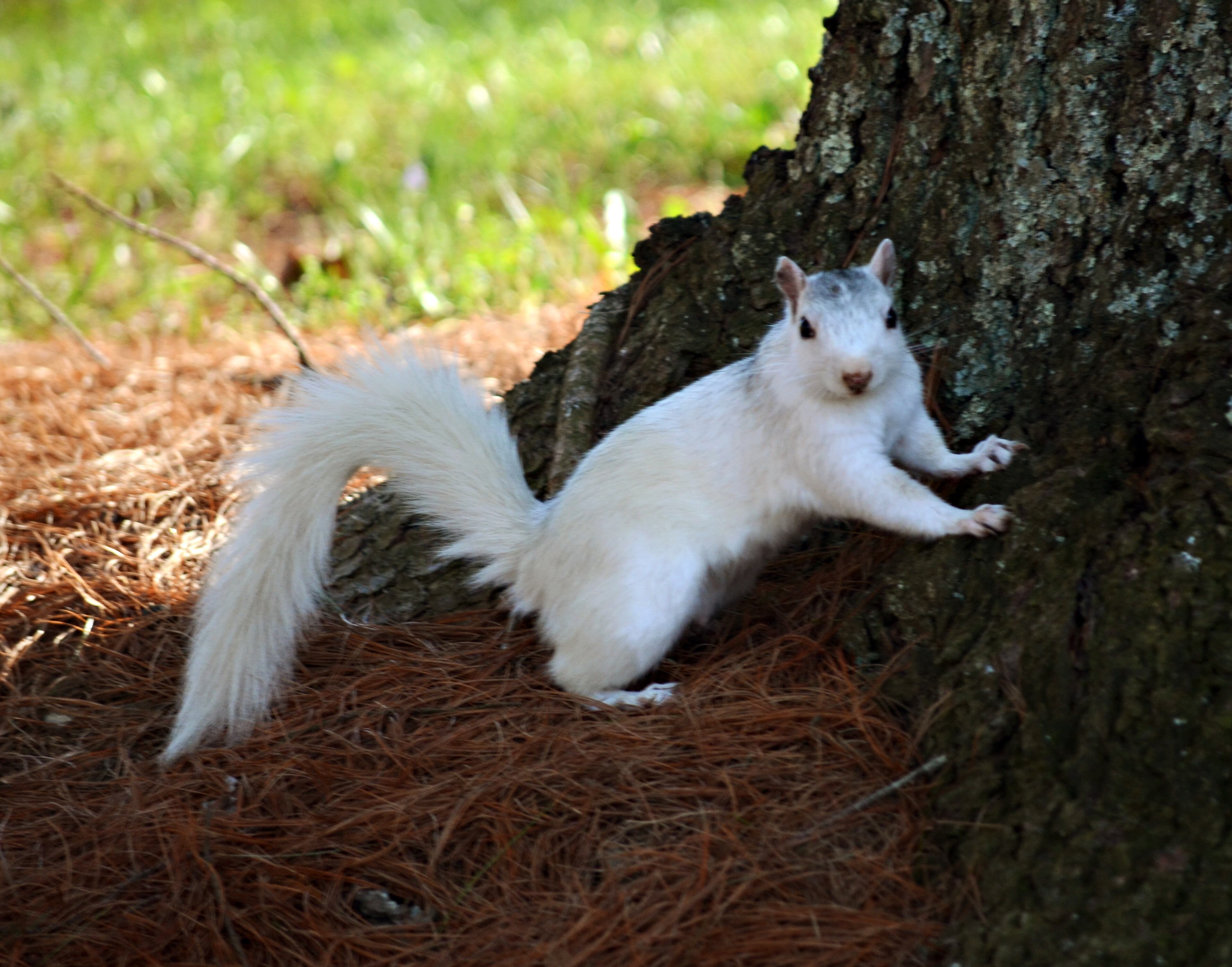 White squirrels can be spotted scampering around Brevard, N.C. Contributed by Heart of Brevard. HANDOUT PHOTO - NOT FOR RESALE