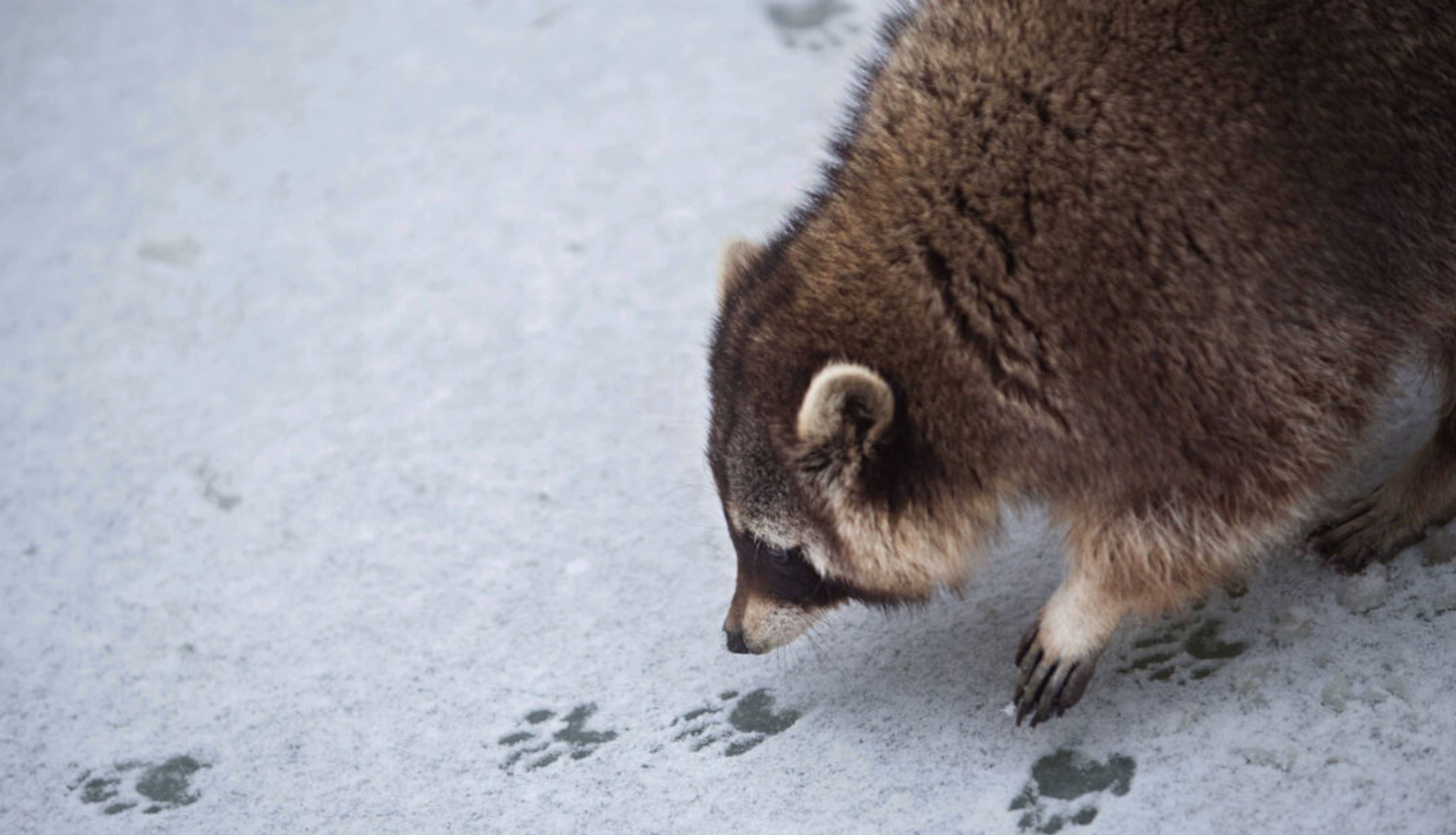 Dunwoody Nature Center’s “Paws, Claws & Tracks” program on Saturday provides information about finding and understanding animal evidence, such as tracks, and is followed by a guided hike. (Courtesy of Dunwoody Nature Center)