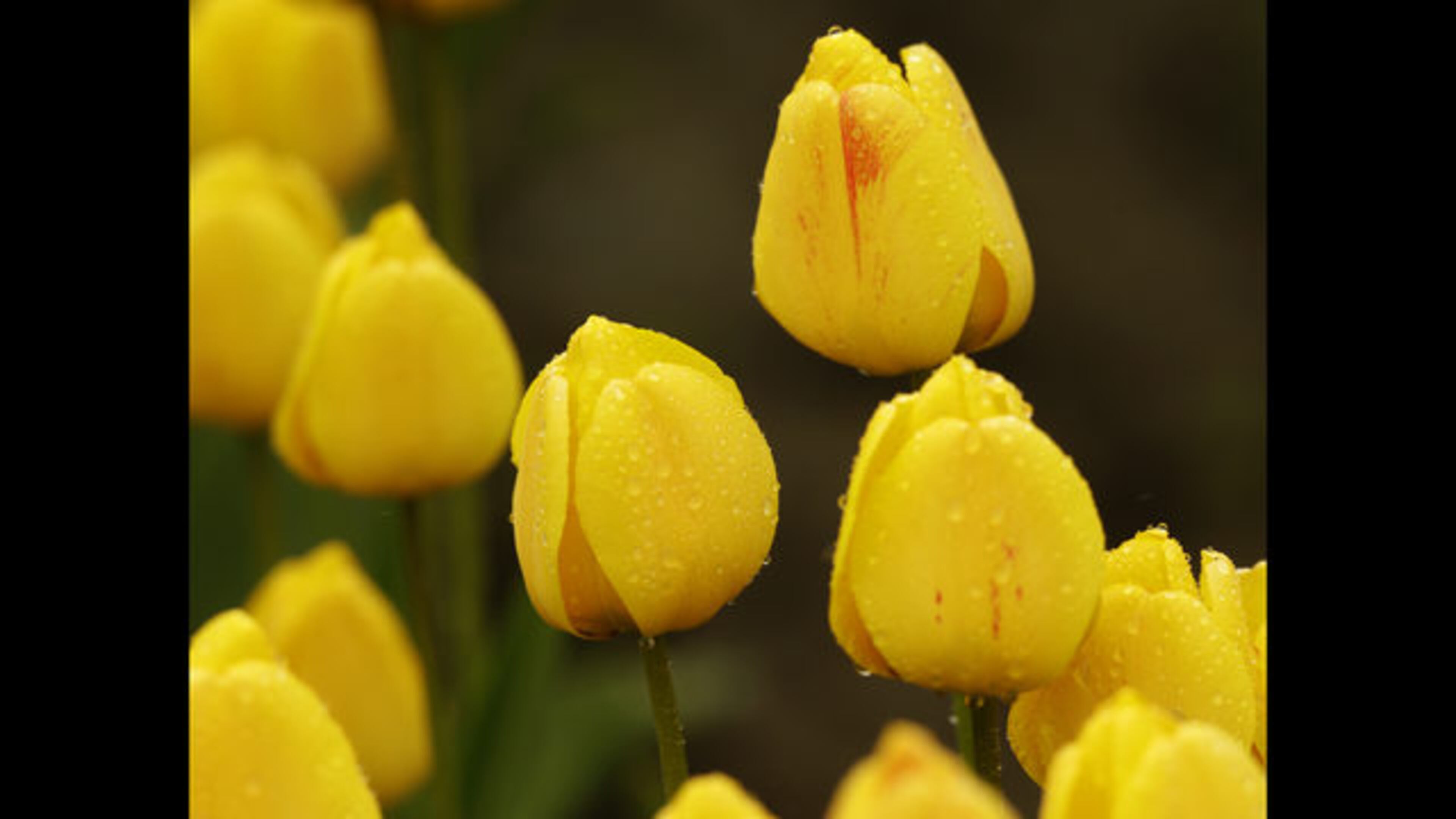 With spring officially here, flowers will be in bloom soon.