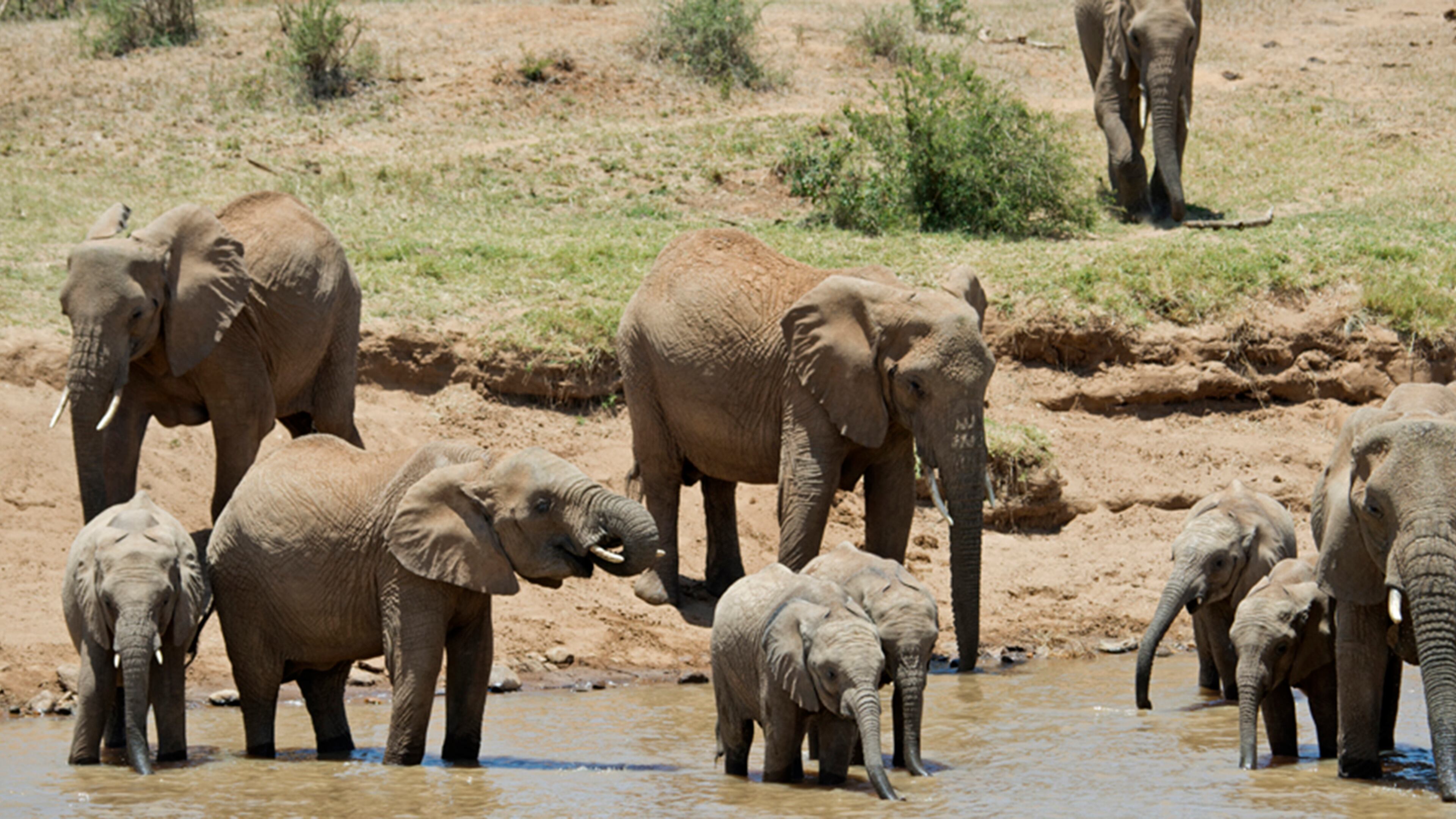 Elephants grazing in Kenya.
