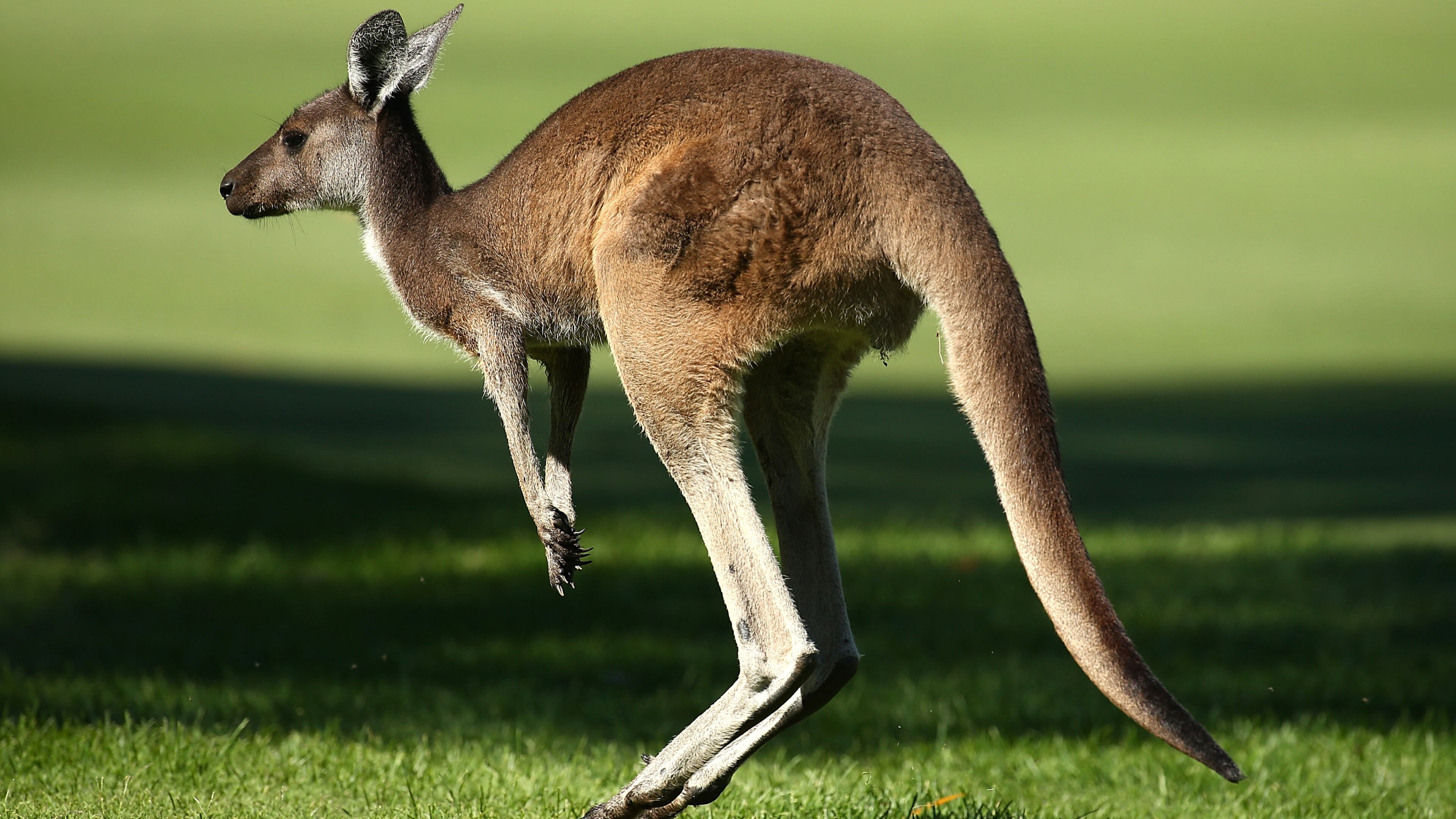 PERTH, AUSTRALIA - FEBRUARY 27: A kangaroo jumps across the 16th fairway during day three of the 2016 Perth International at Karrinyup GC on February 27, 2016 in Perth, Australia. (Photo by Paul Kane/Getty Images)