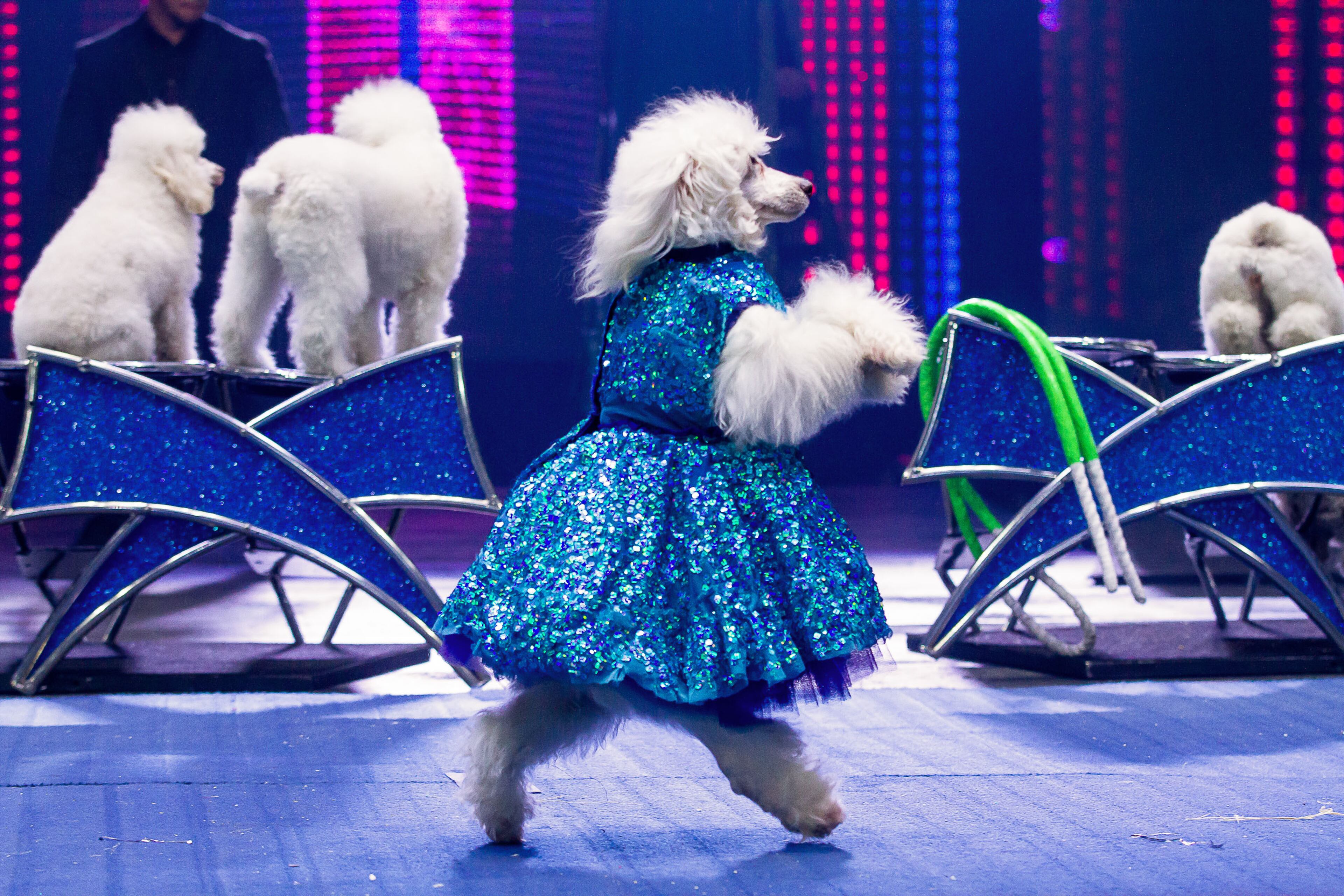 Trained dogs prance across the stage during the UniverSoul Circus in Atlanta on Sunday, February 10, 2019. STEVE SCHAEFER / SPECIAL TO THE AJC