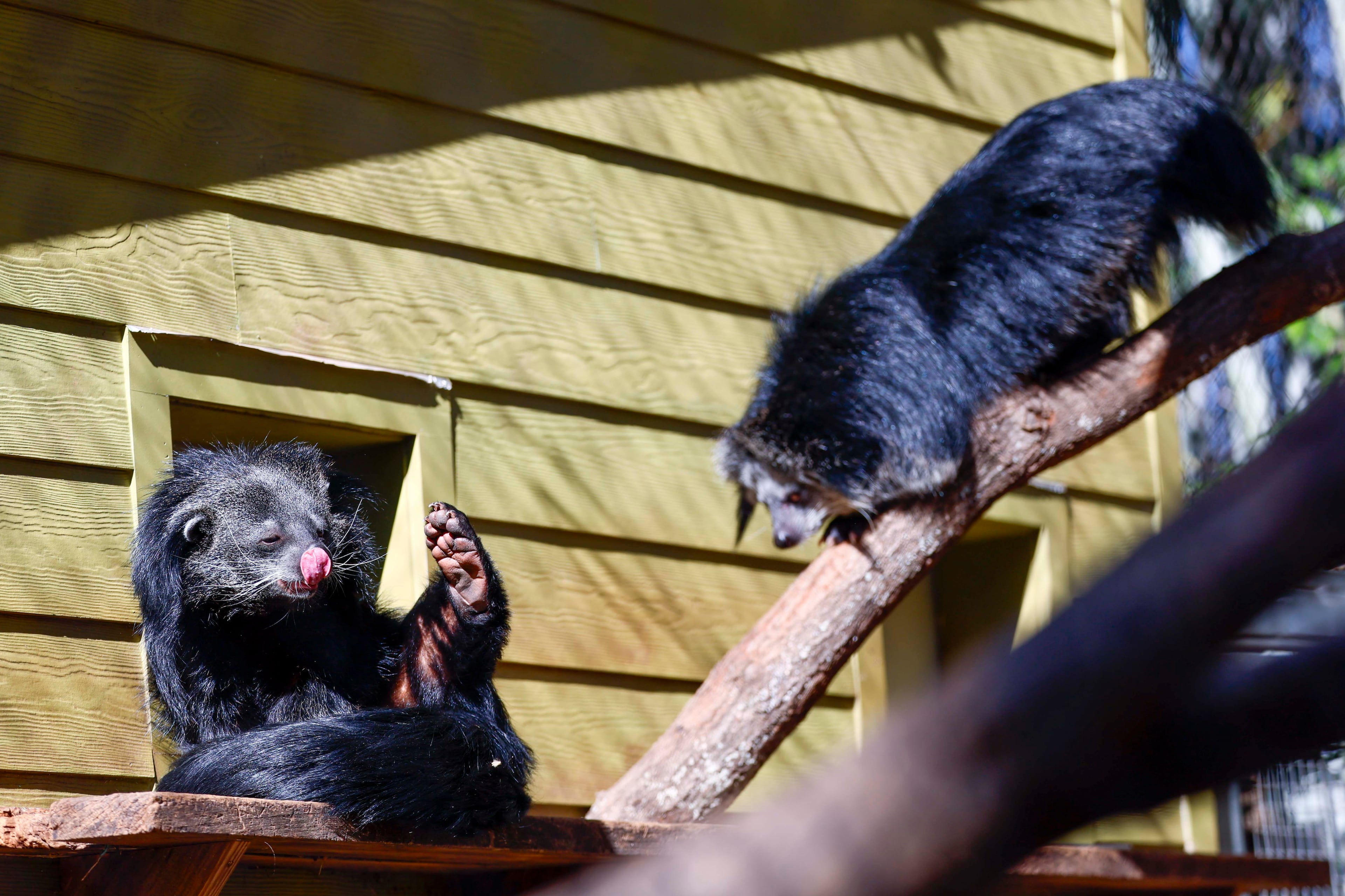 Bramble and Baloo enjoying some domestic bliss in their Zoo Atlanta abode.