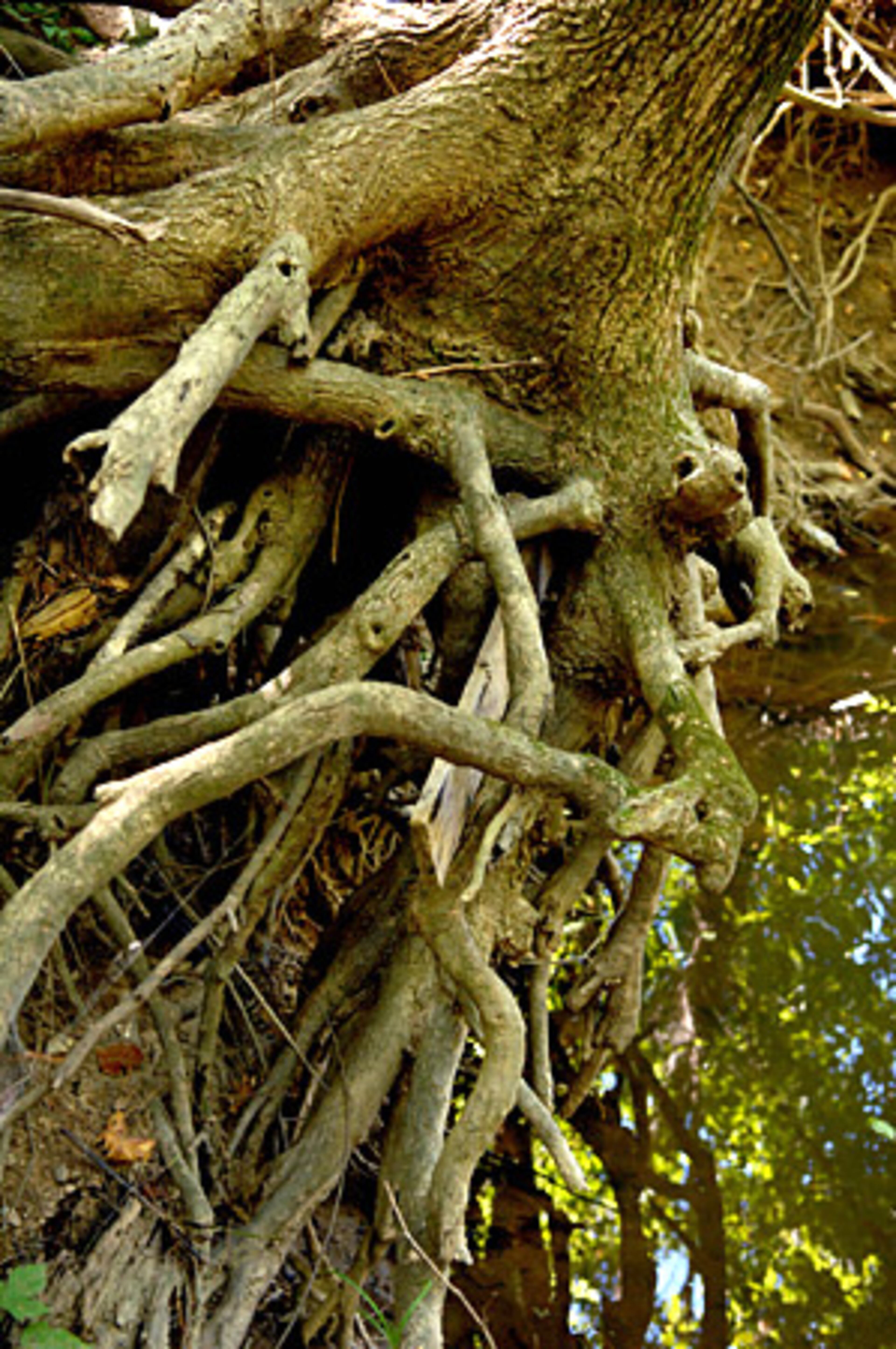 Atlanta Councilman Howard Shook helped put the deal together. Shook said he tries to add park land in his Buckhead district, which can be a challenge given property prices.