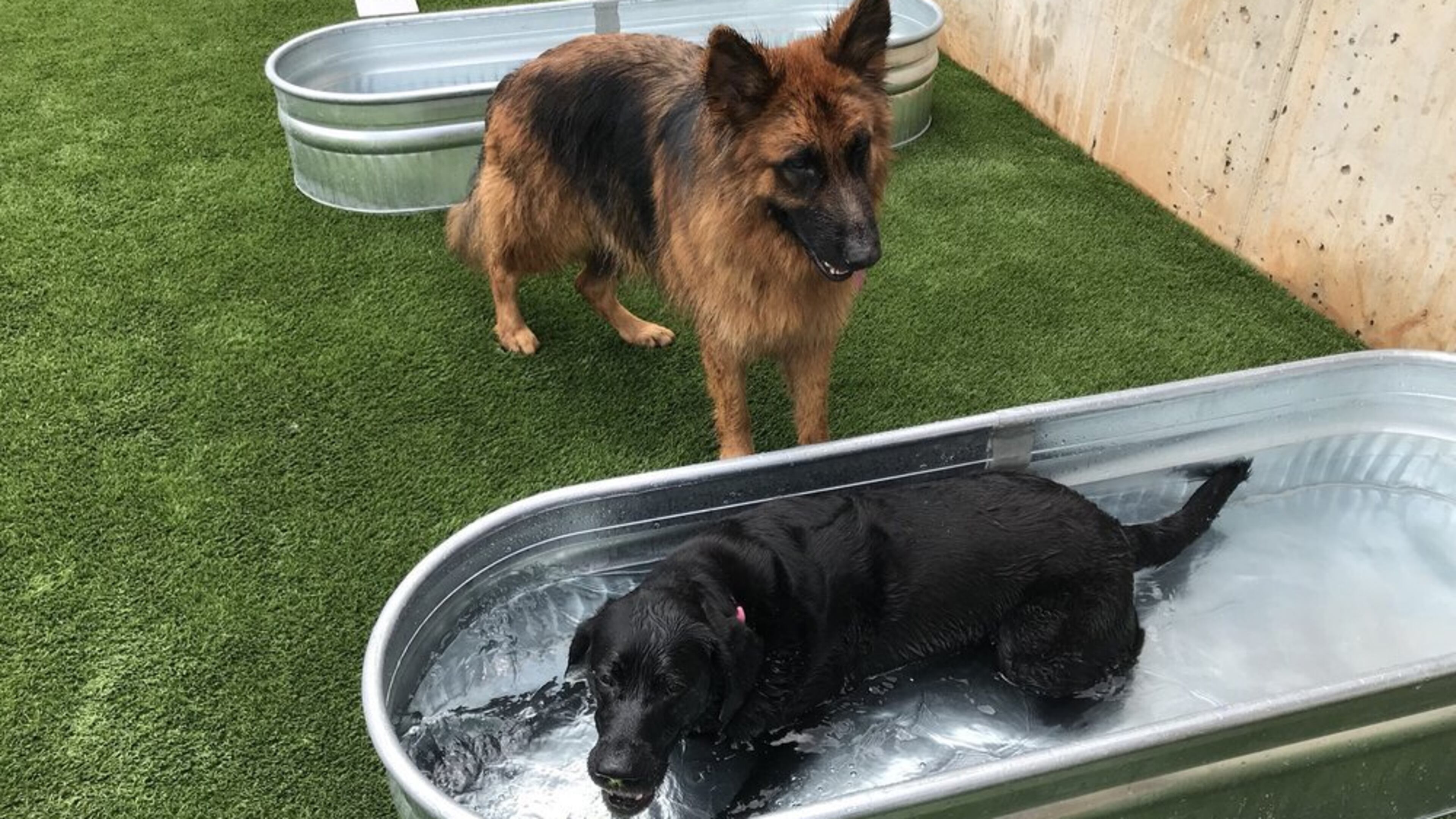 Dogs are happy in the Old Fourth Ward as one can see in this photo from the Fetch Park & Ice House. CONTRIBUTED: ESTHER K. /YELP