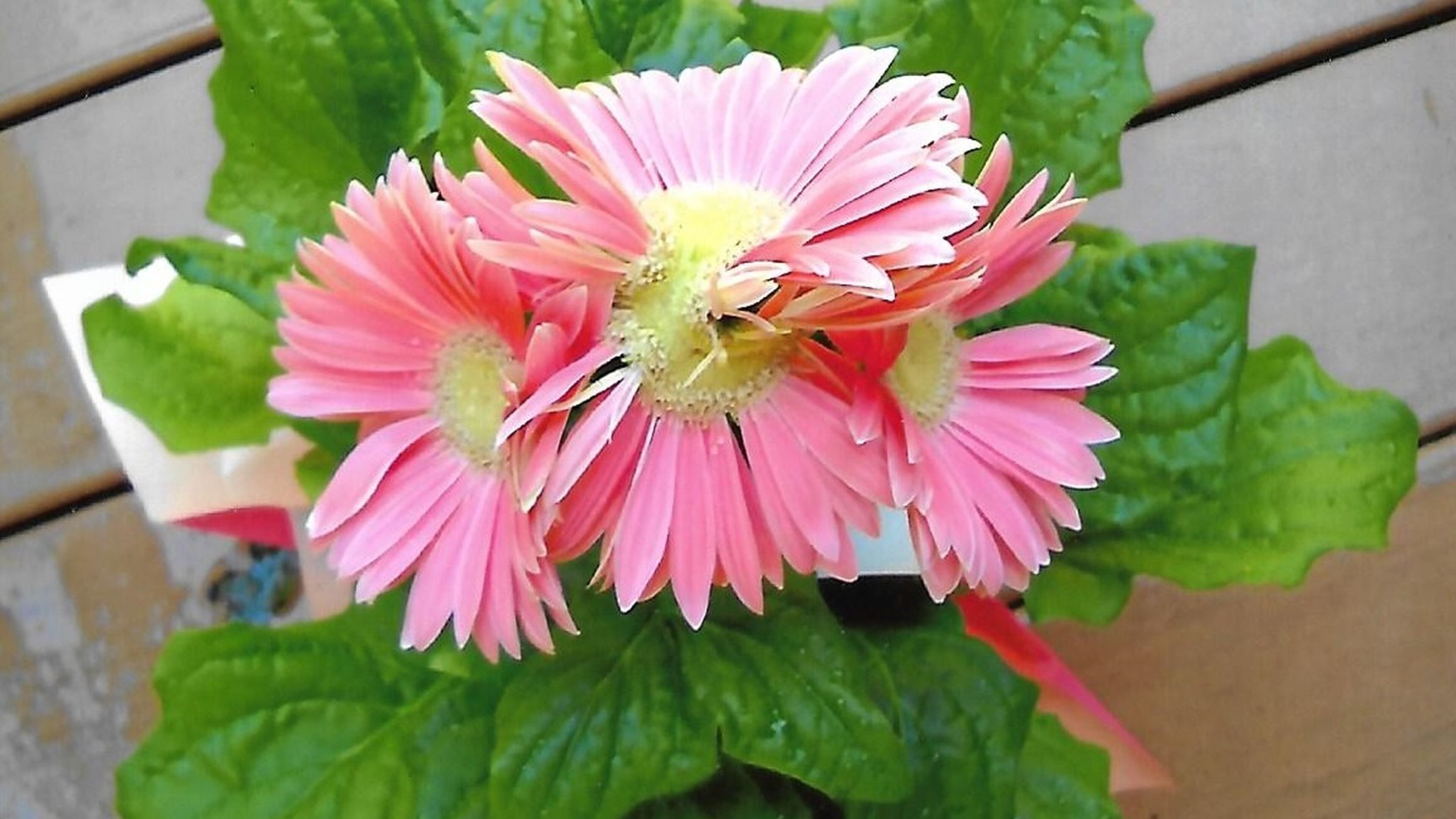Jill K. Jarrard submitted this photo of a Gerber daisy with four pink blooms off one stem with centers connected. She said the flower is uniquely one-of-a kind. She also wrote that that photographer, Gail D. Jarrard of Atlanta, is a gardener and nature lover.