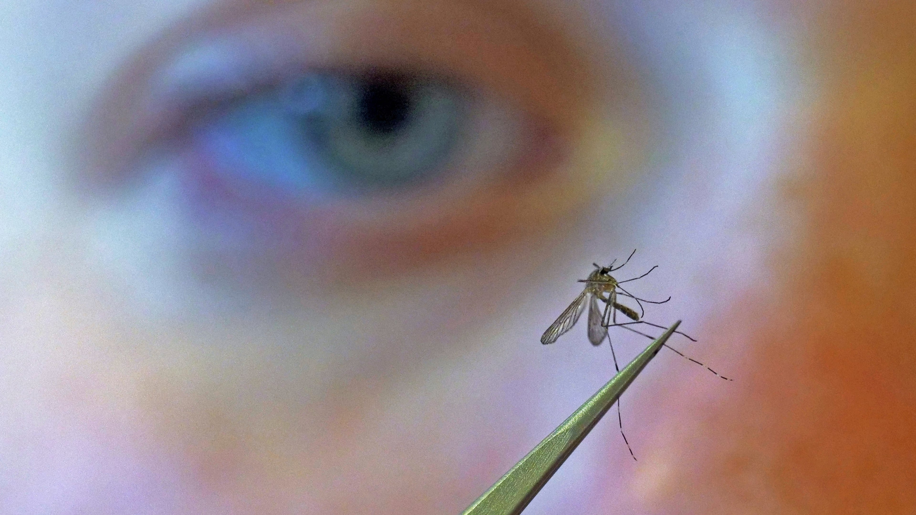FILE - A municipal biologist examines a mosquito in Salt Lake City, Aug. 26, 2019. (AP Photo/Rick Bowmer, File)
