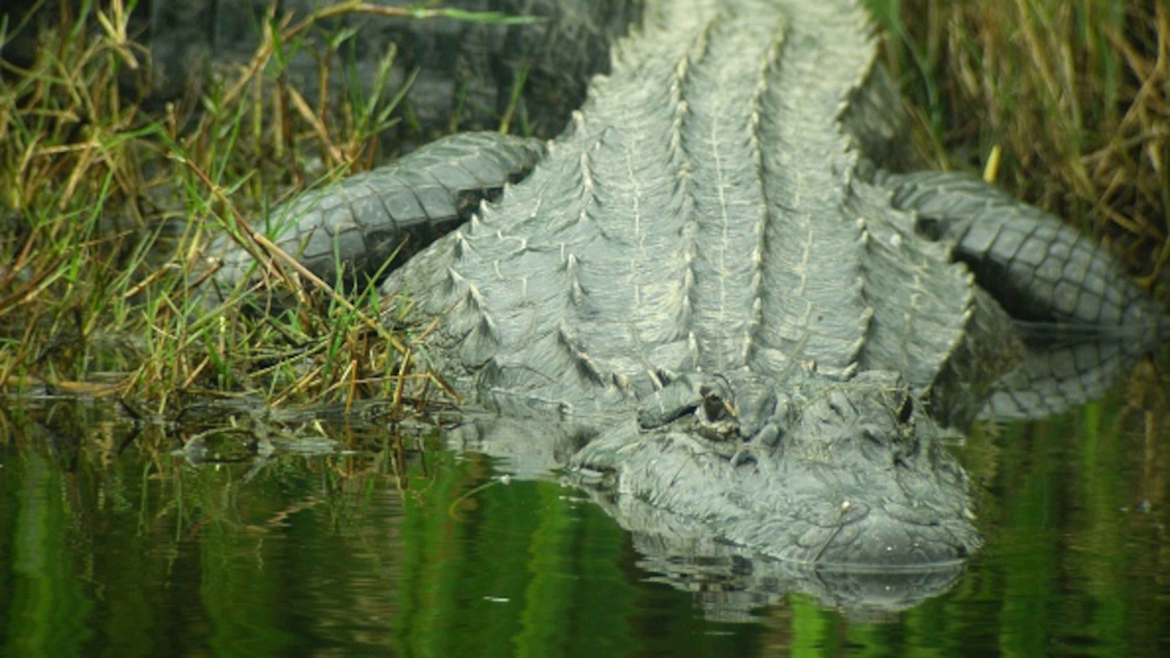 An alligator, similar to one that attacked a Florida man, is pictured here slithering into the water. The man’s sustained a severe injury on his foot, according to a witness.