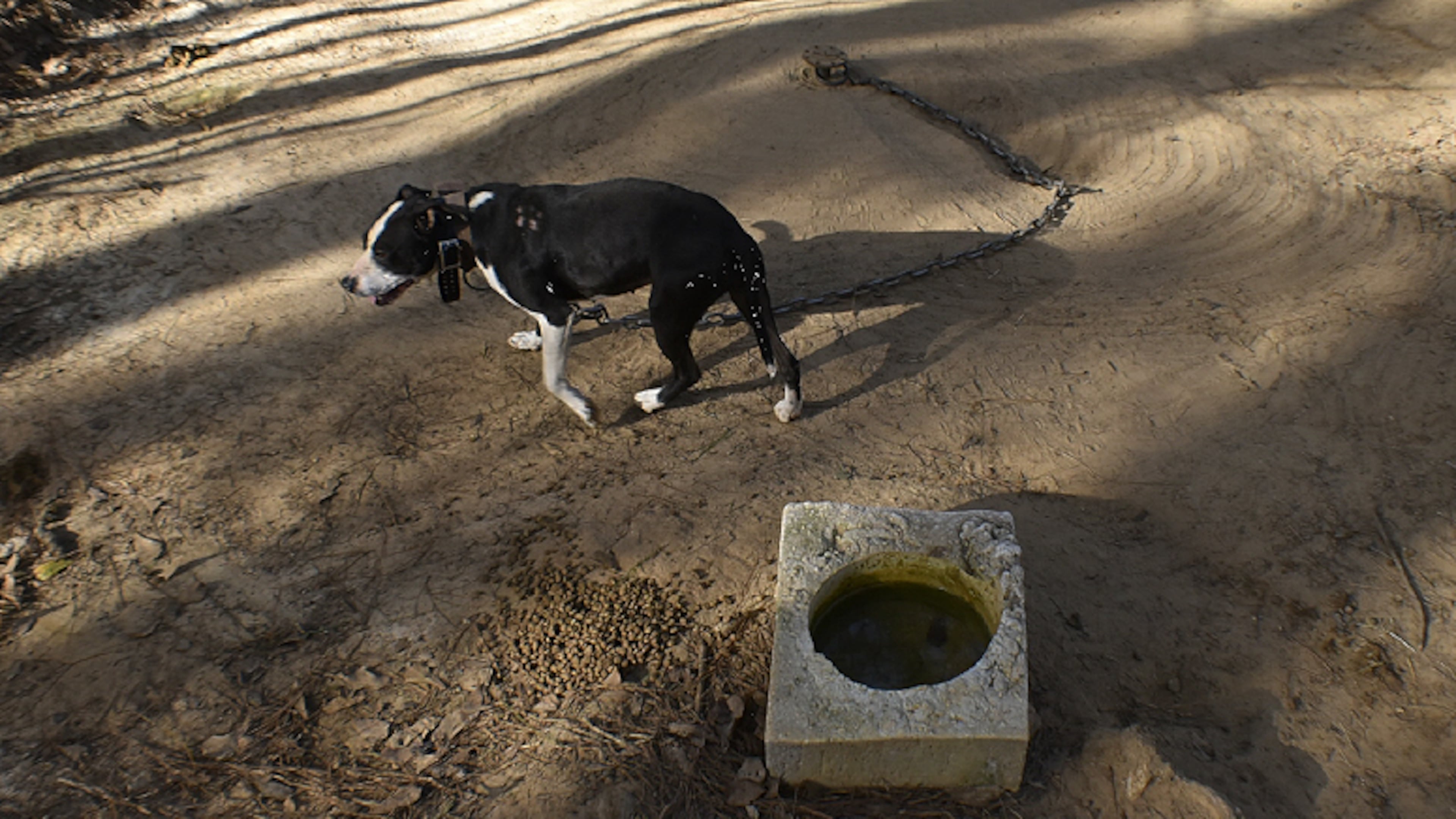 A Georgia man convicted on 67 counts of dogfighting could get life in federal prison, according to prosecutors. The sentencing for Dun Bradford has not been scheduled. (Courtesy of U.S. Department of Justice)