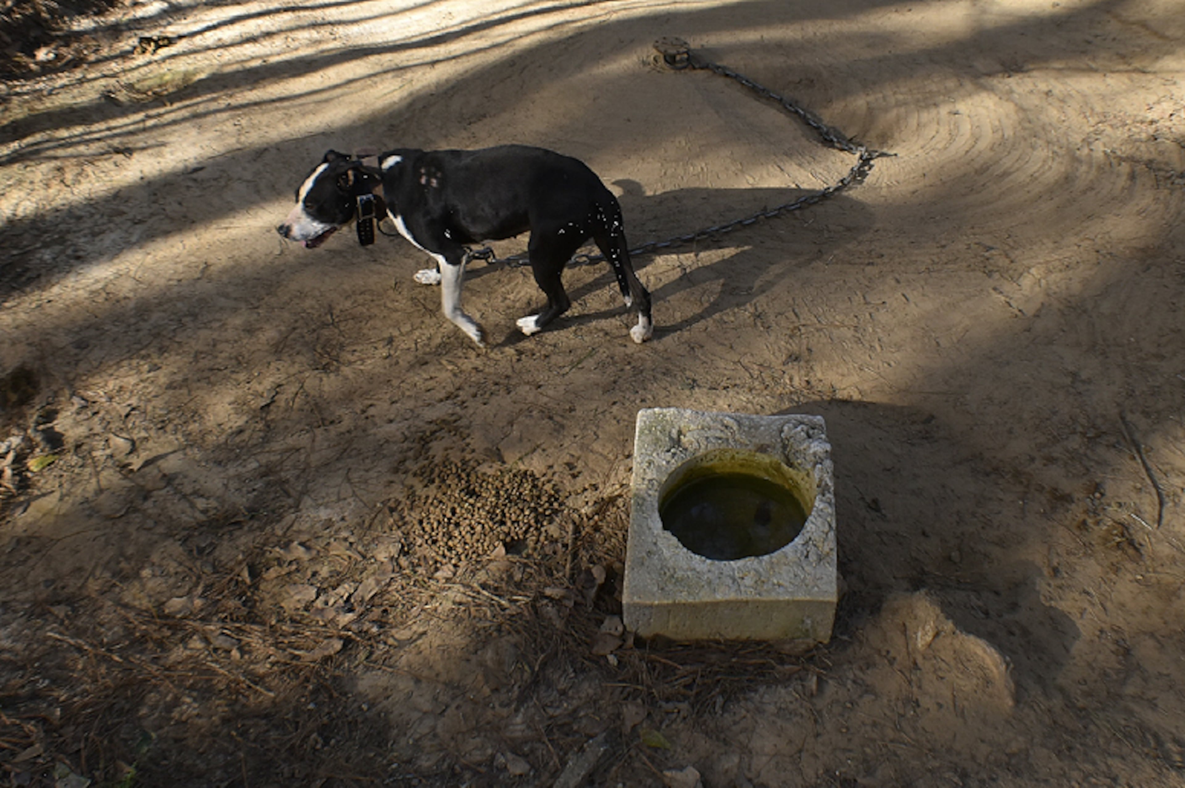 Dogfighting conviction