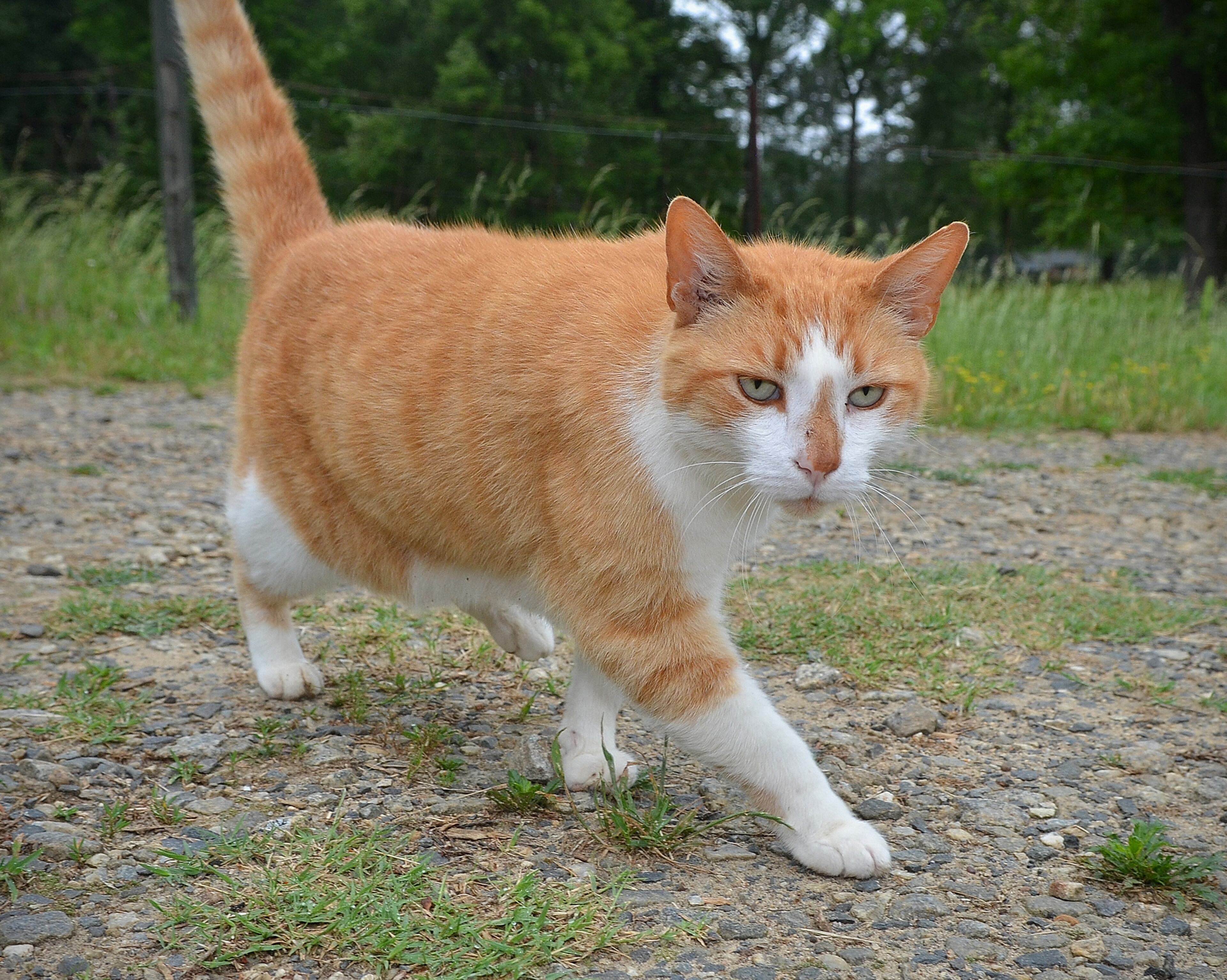 A 'sometimes' indoor cat is one of a team of felines that patrol the grounds and buildings at the farm to keep potential mouse problems under control. Two dogs are also employed to protect the goat herds from predators while they graze. (Chris Hunt/Special)